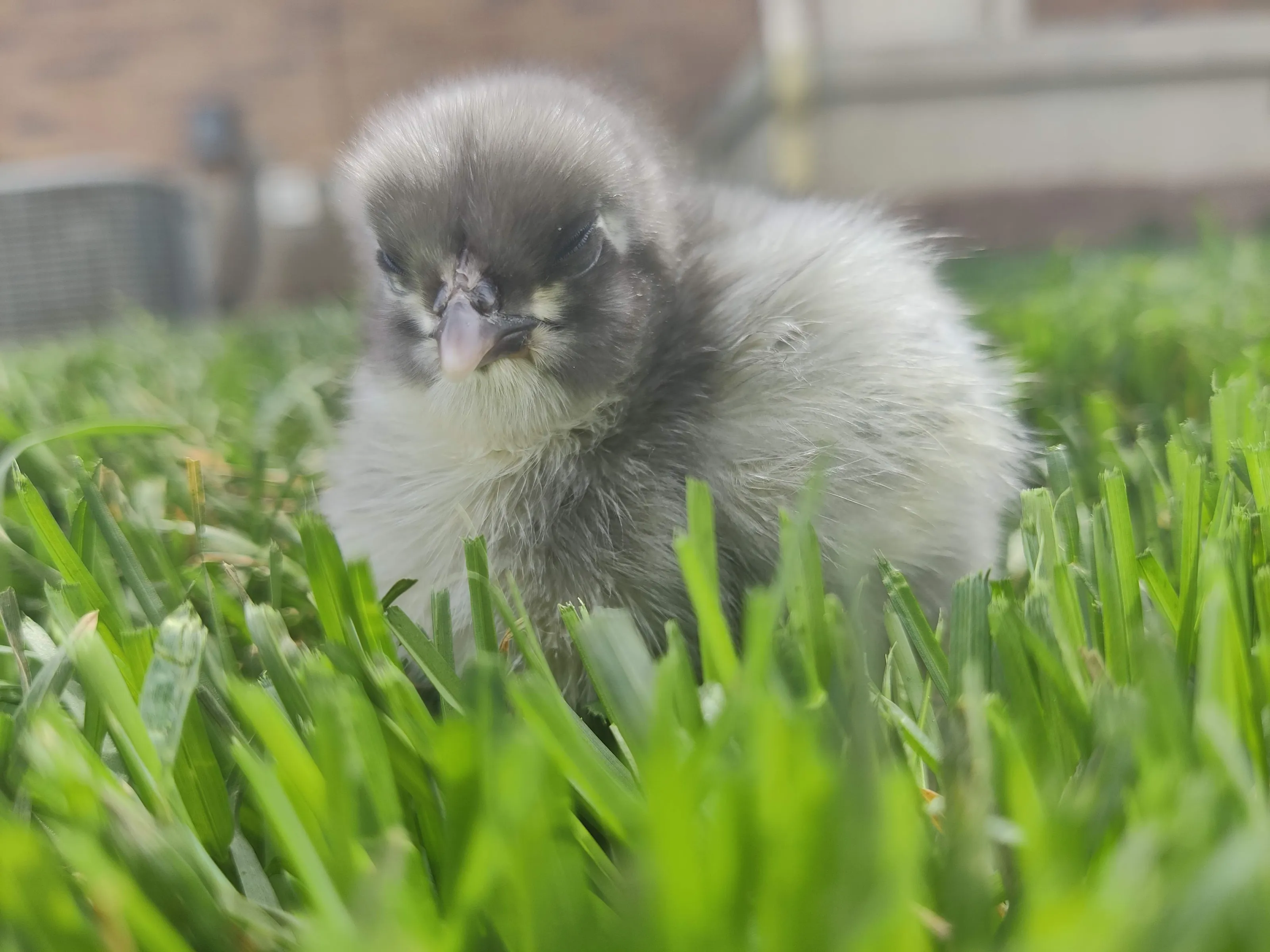 Baby chick