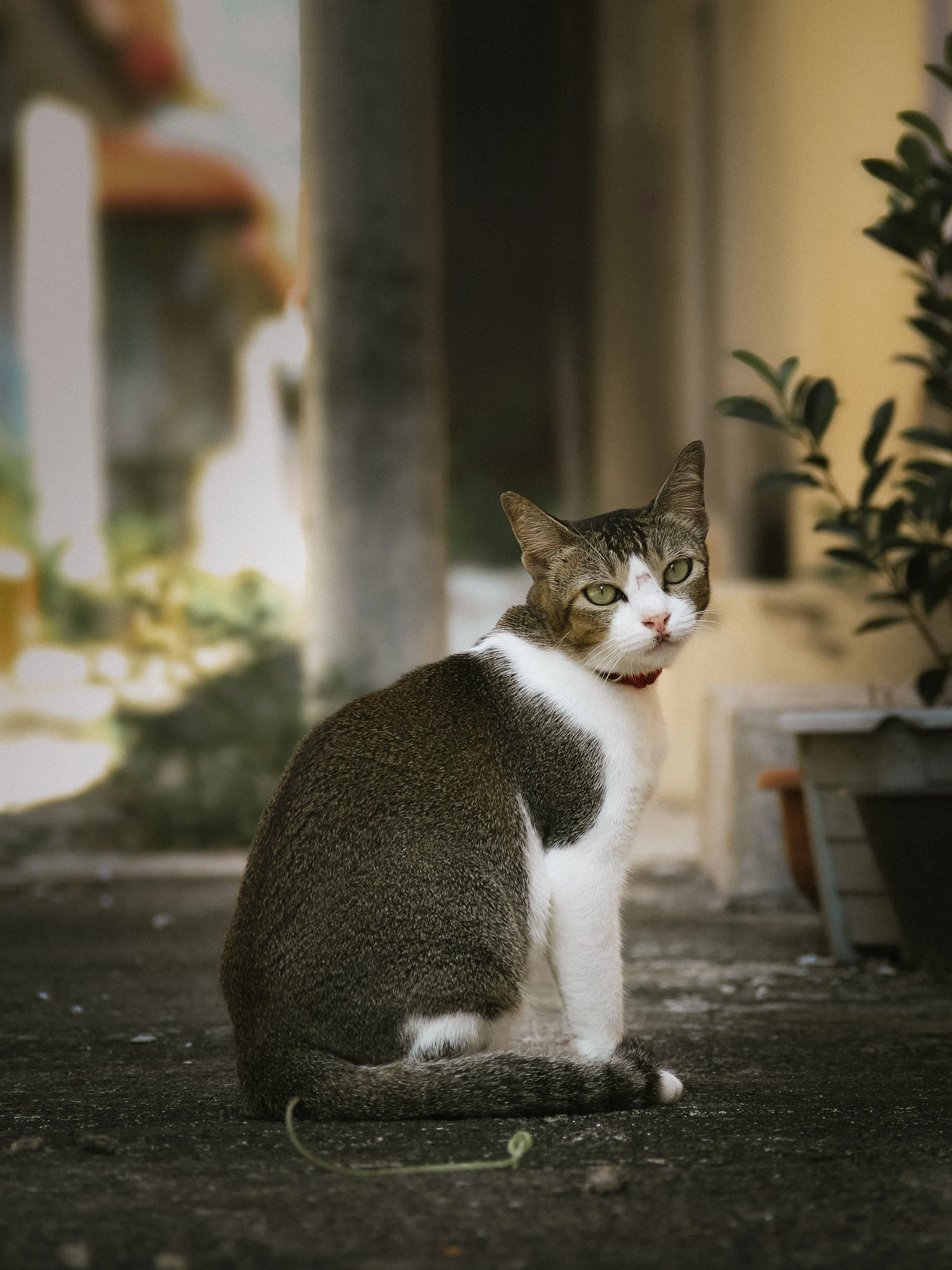 Catt in the Backyard