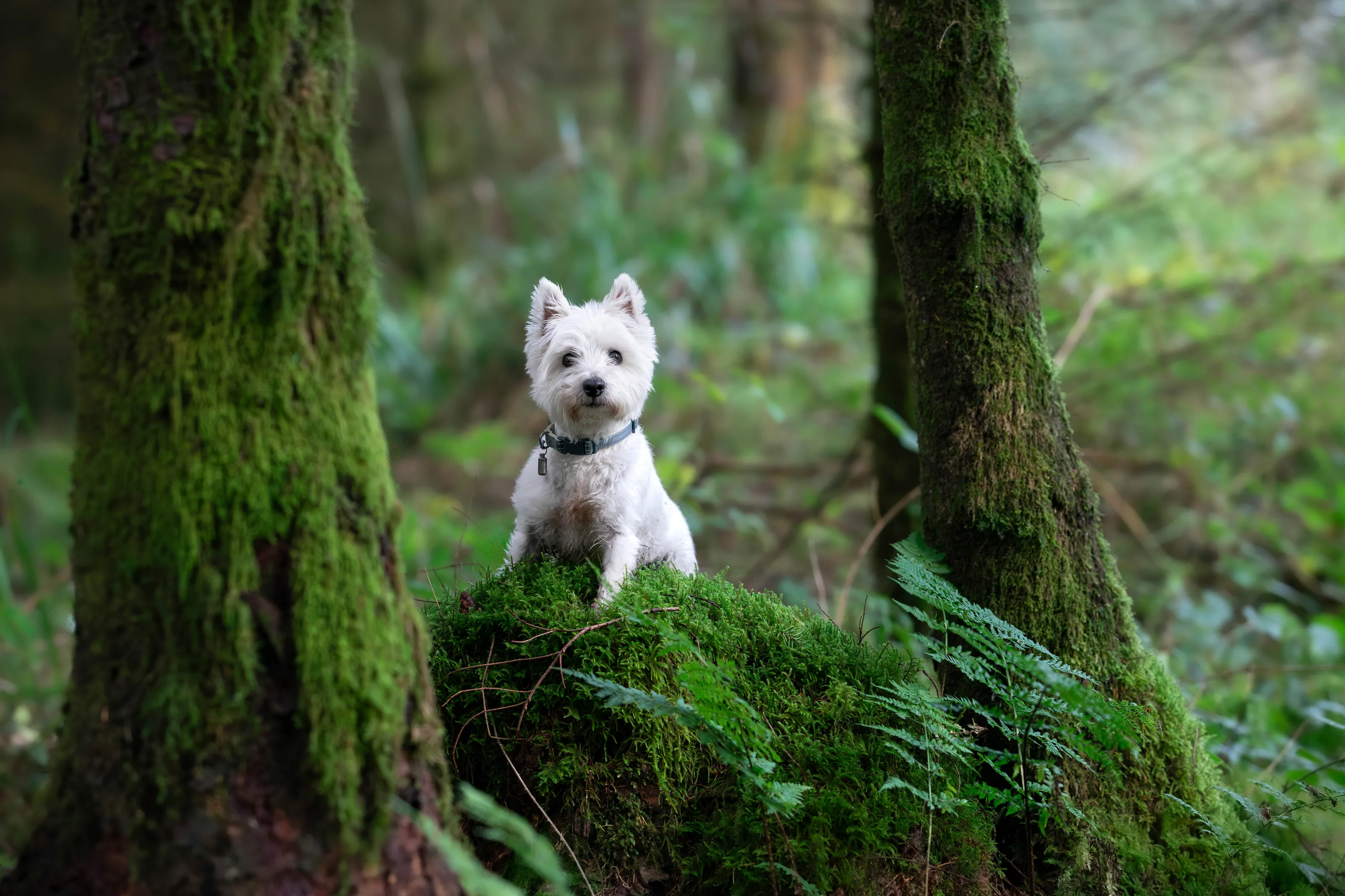 West Highland Terrier in Woodlands