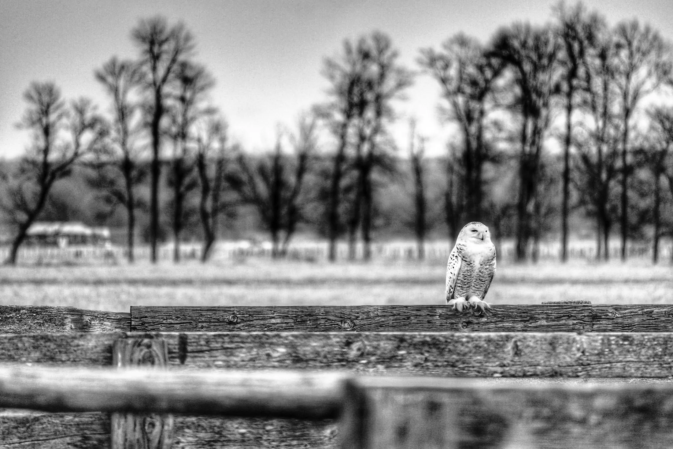 Snowy Owl on the Saugeen Peninsula