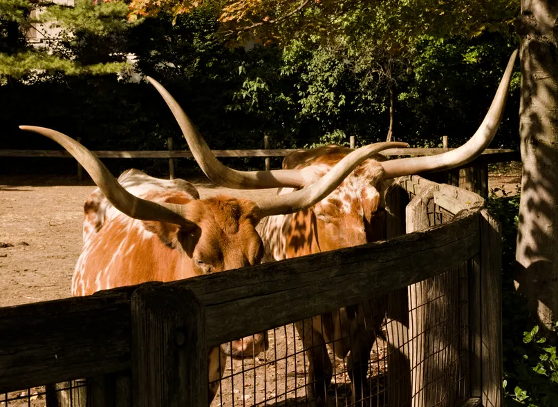 Cows