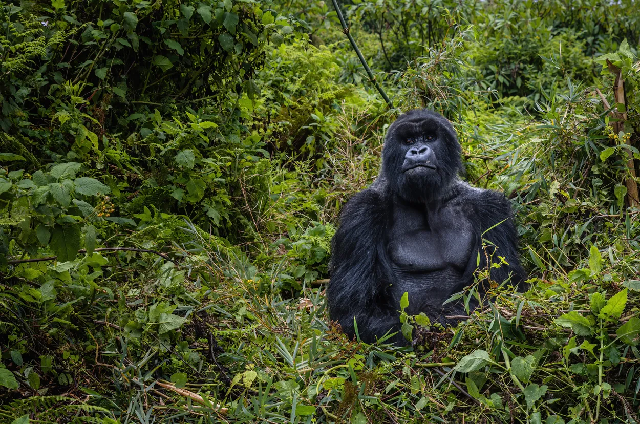 Gorilla