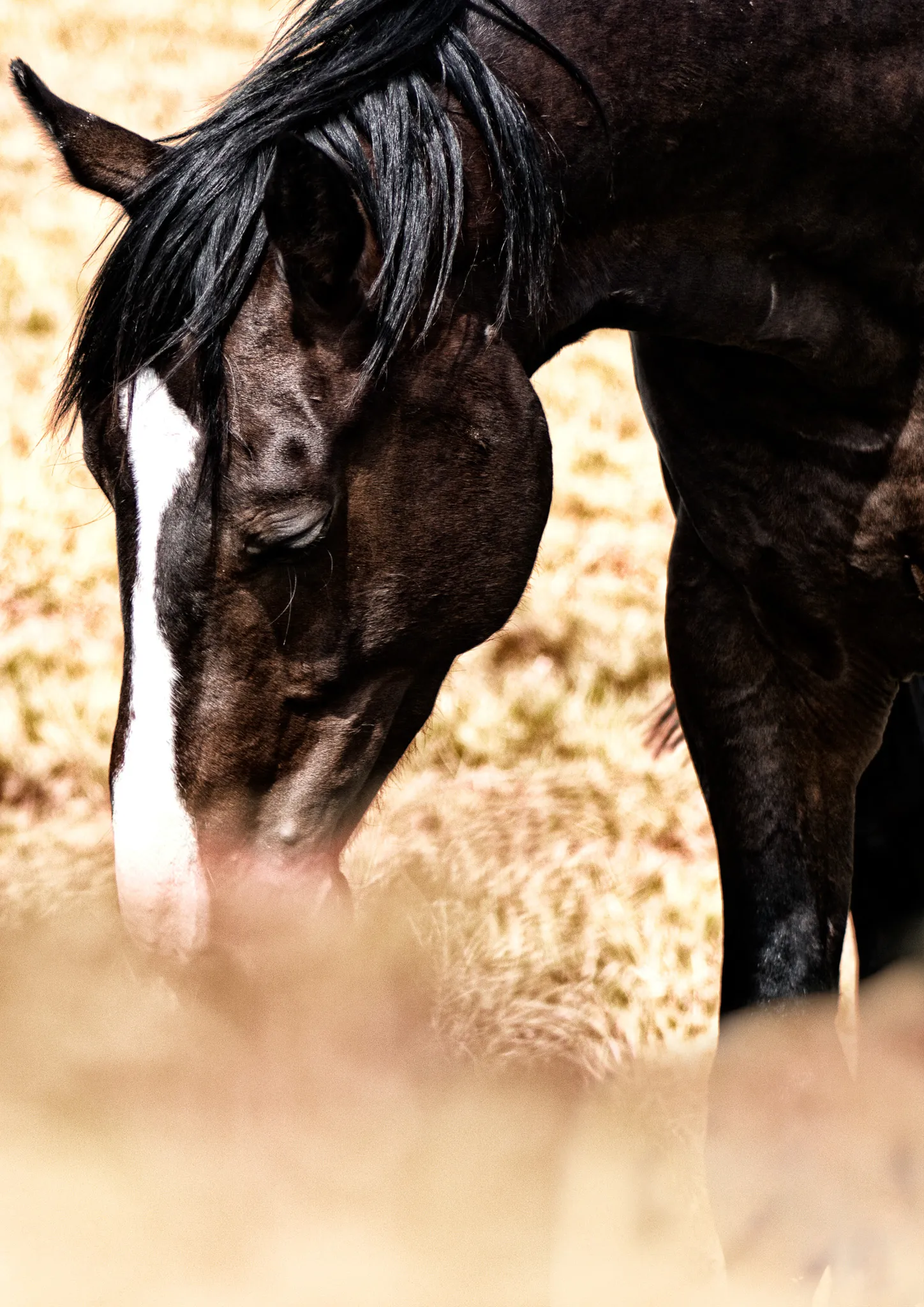 A horse in the sun