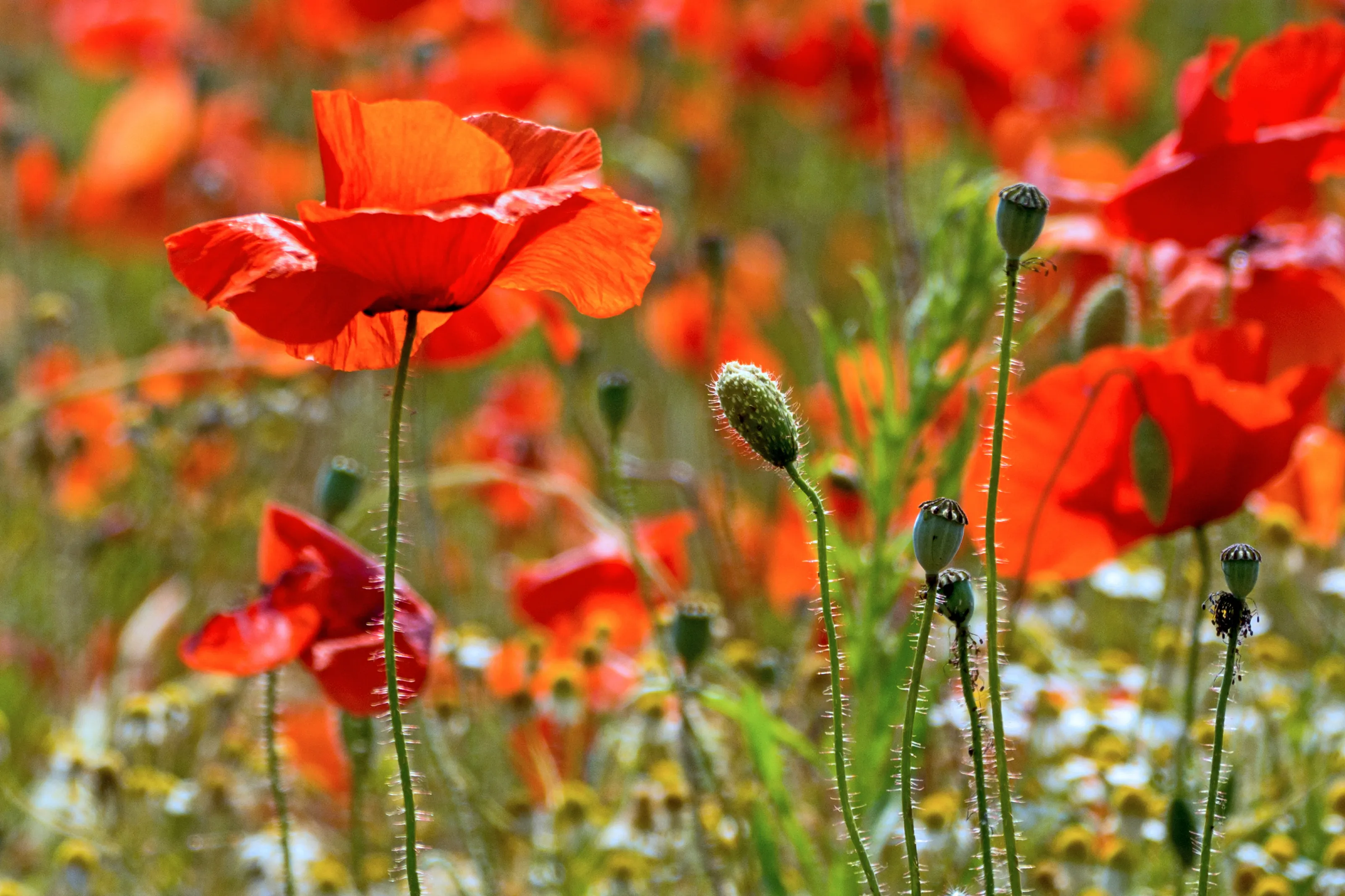 Poppies