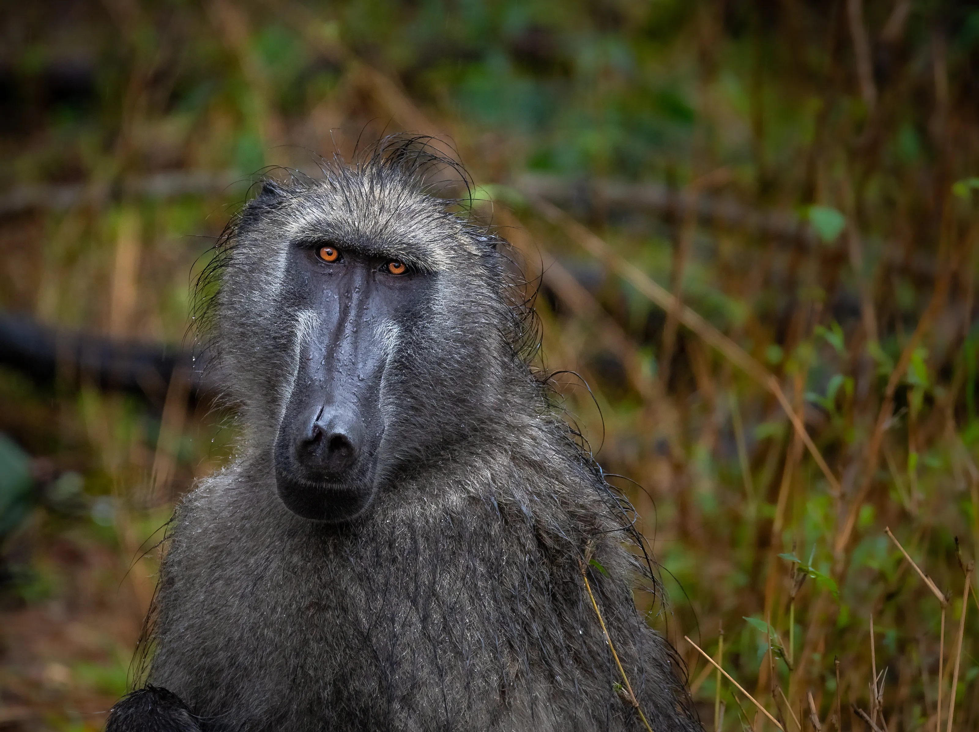 Baboons (in colour)