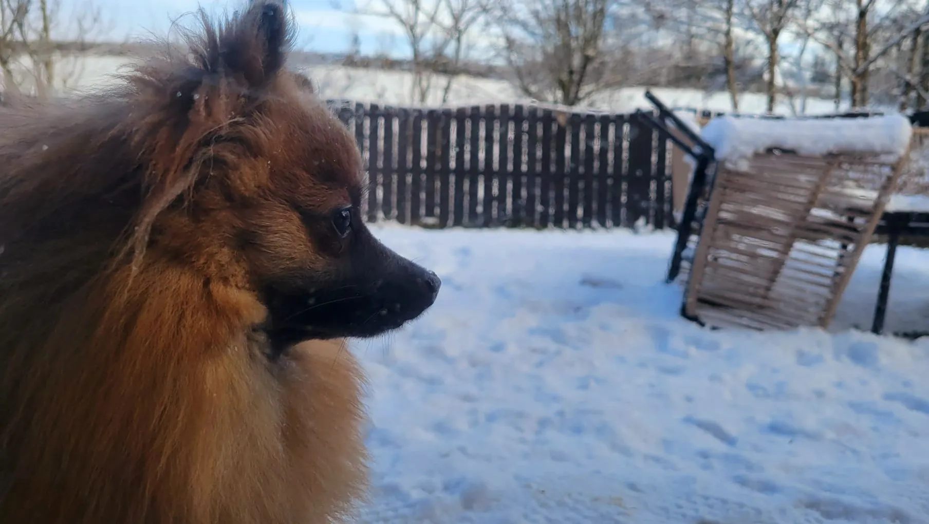 Doggo 🐶