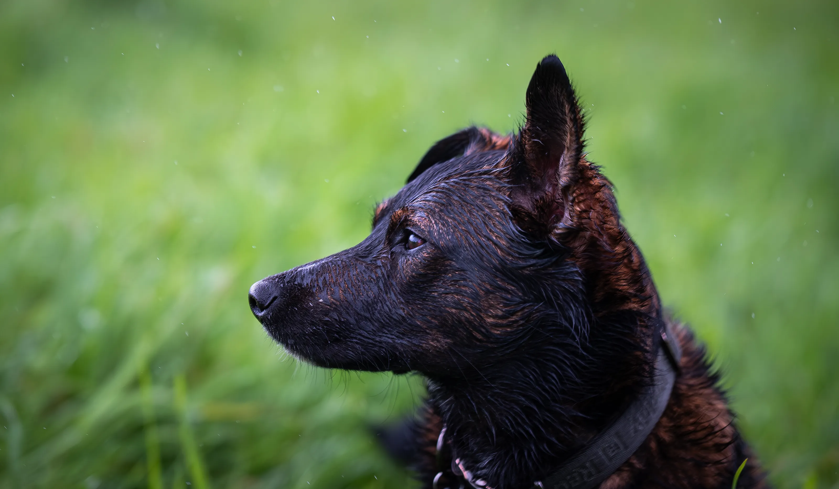 Rainy Day at the Dog Park