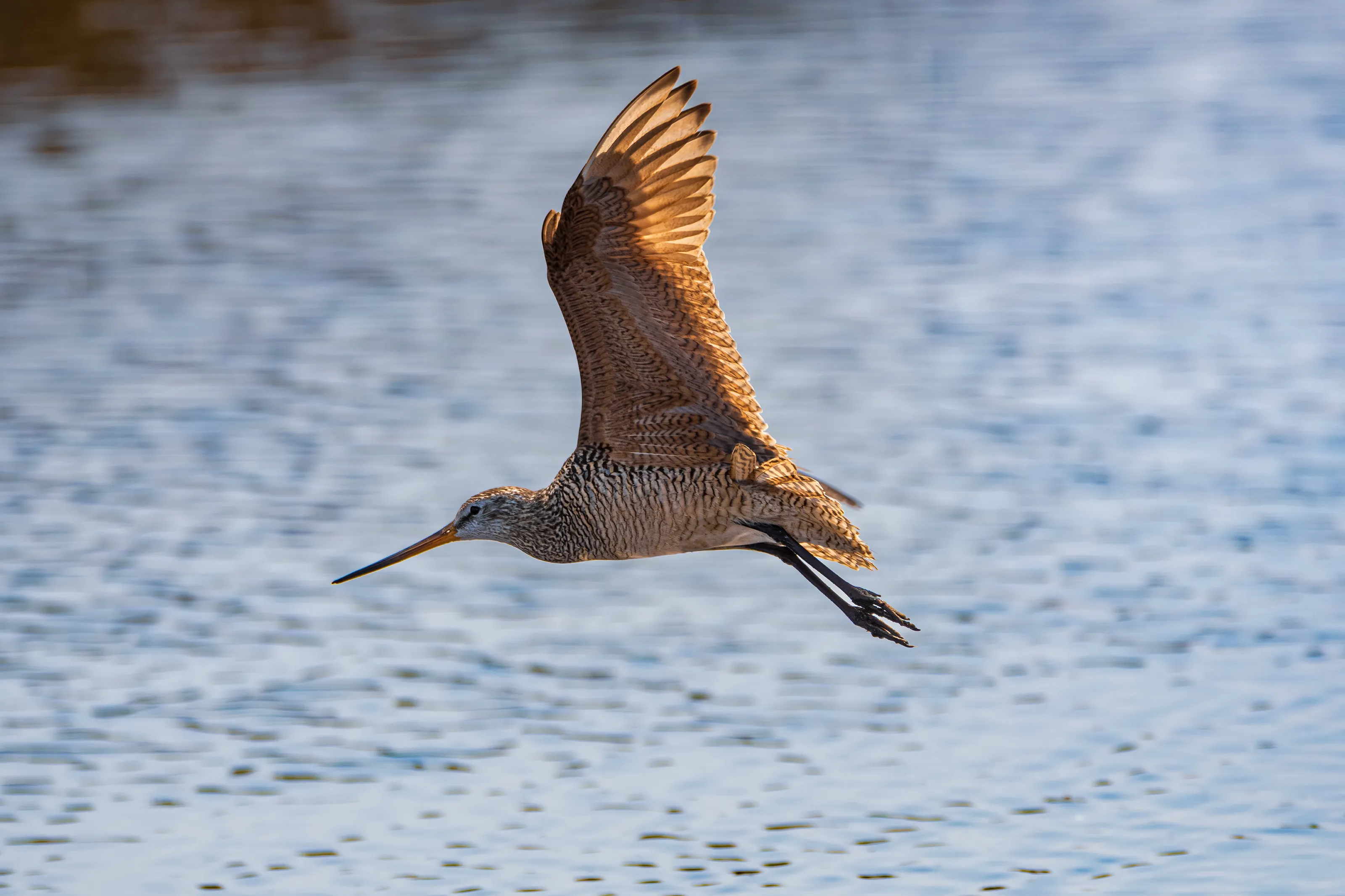 Birds with Wings Spread