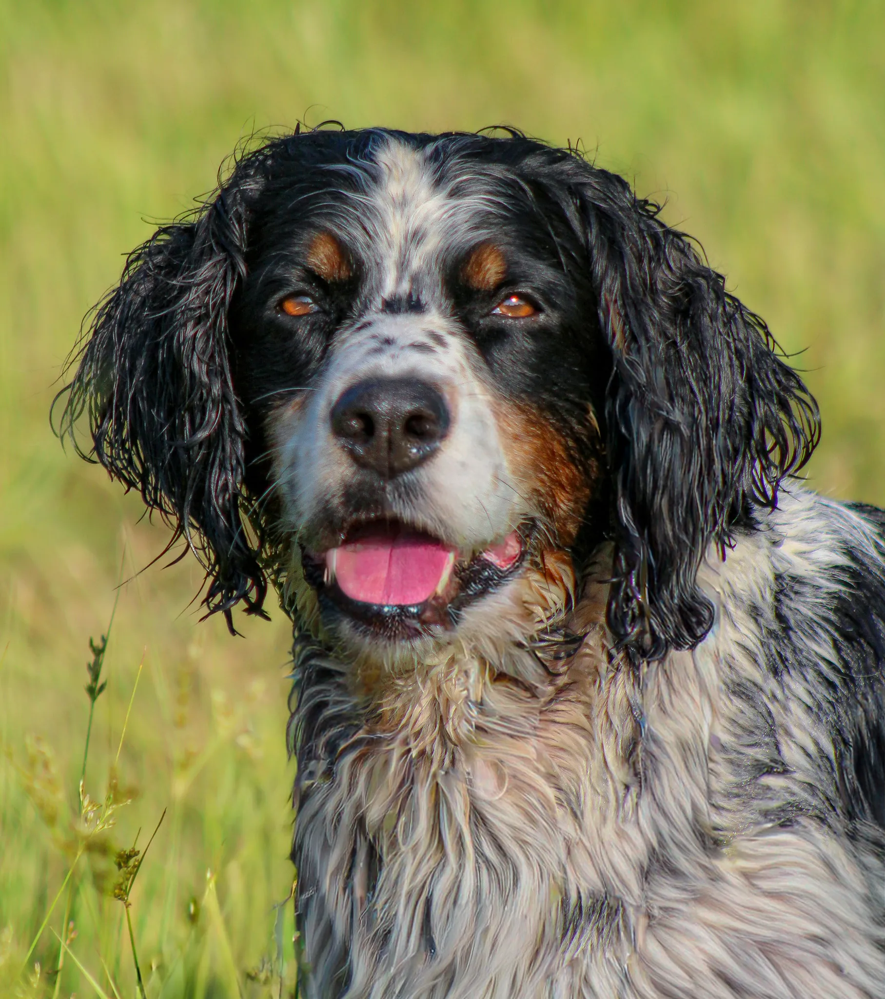 Maple the field spaniel
