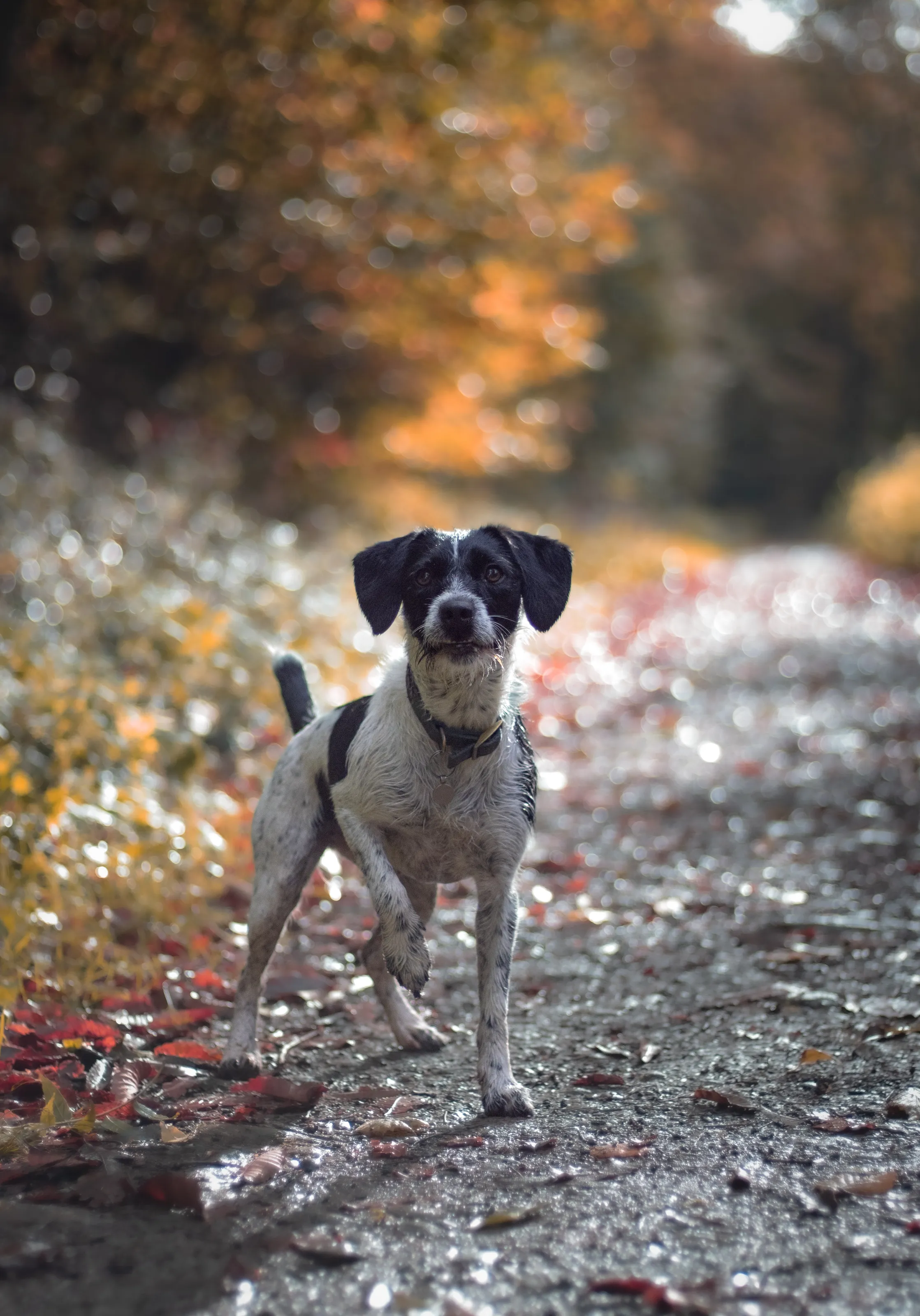 Autumn Woodland Walk