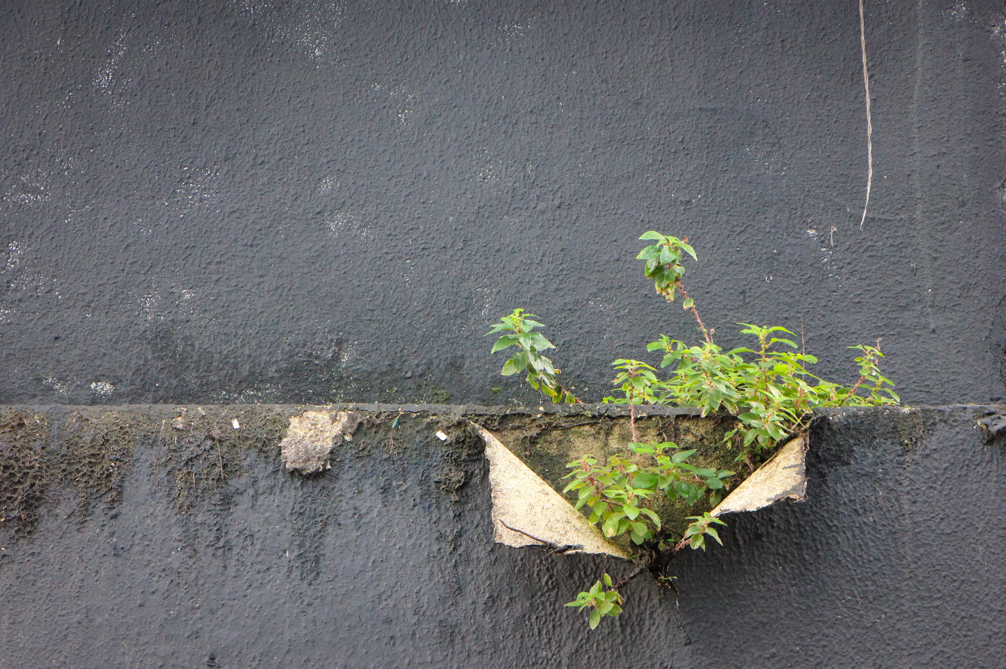 Urban Nature