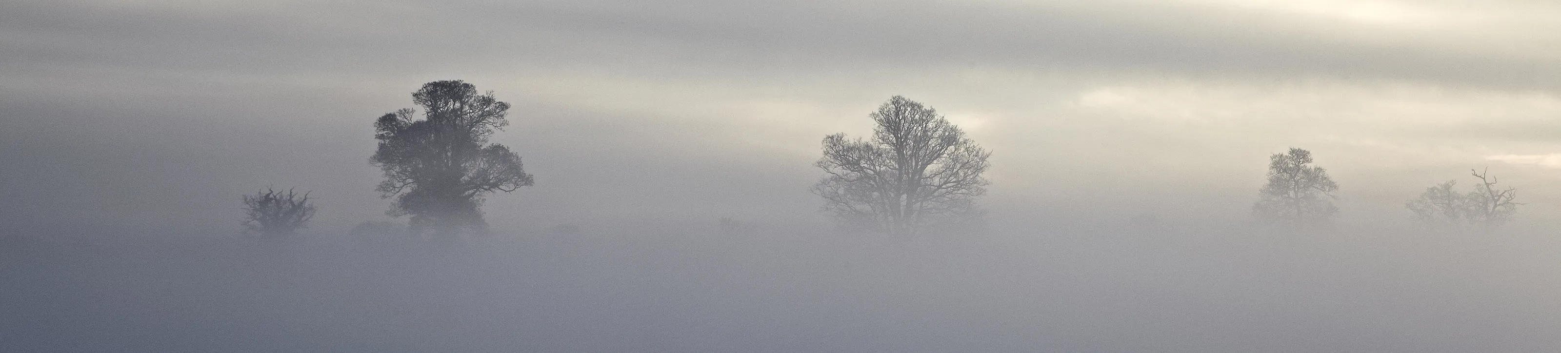 MISTY TREES