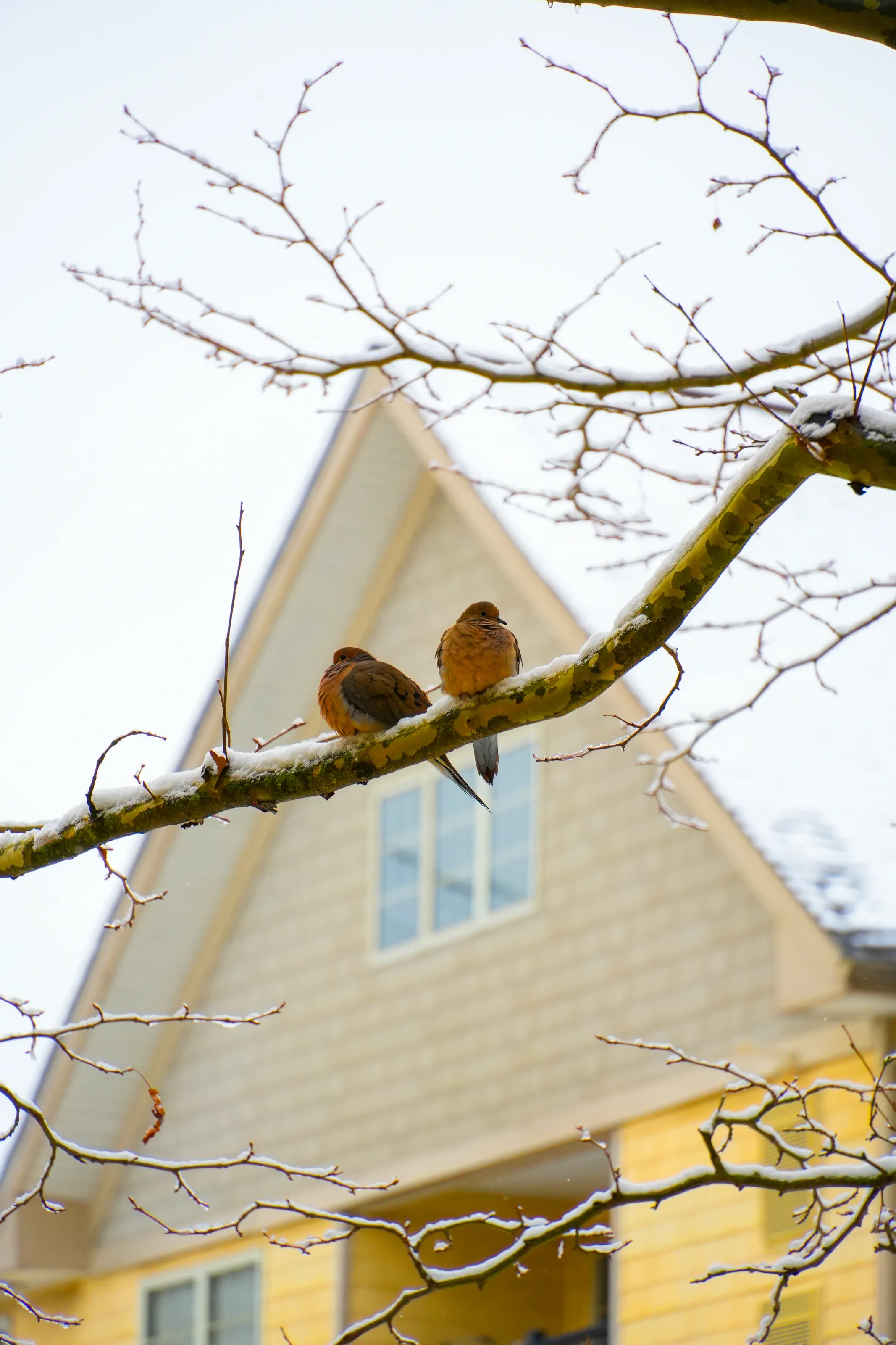Winter Morning Doves