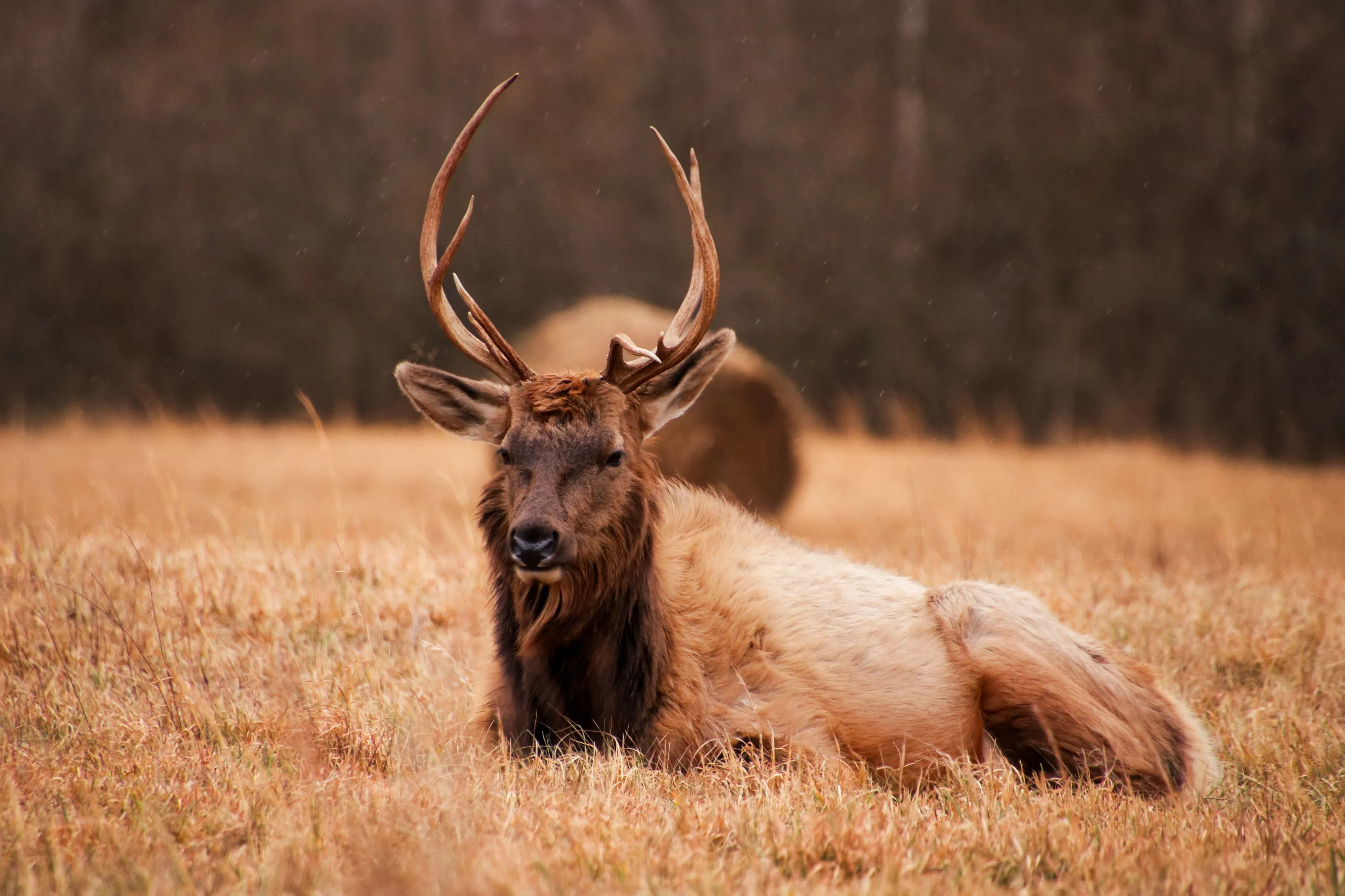 Bull Elk