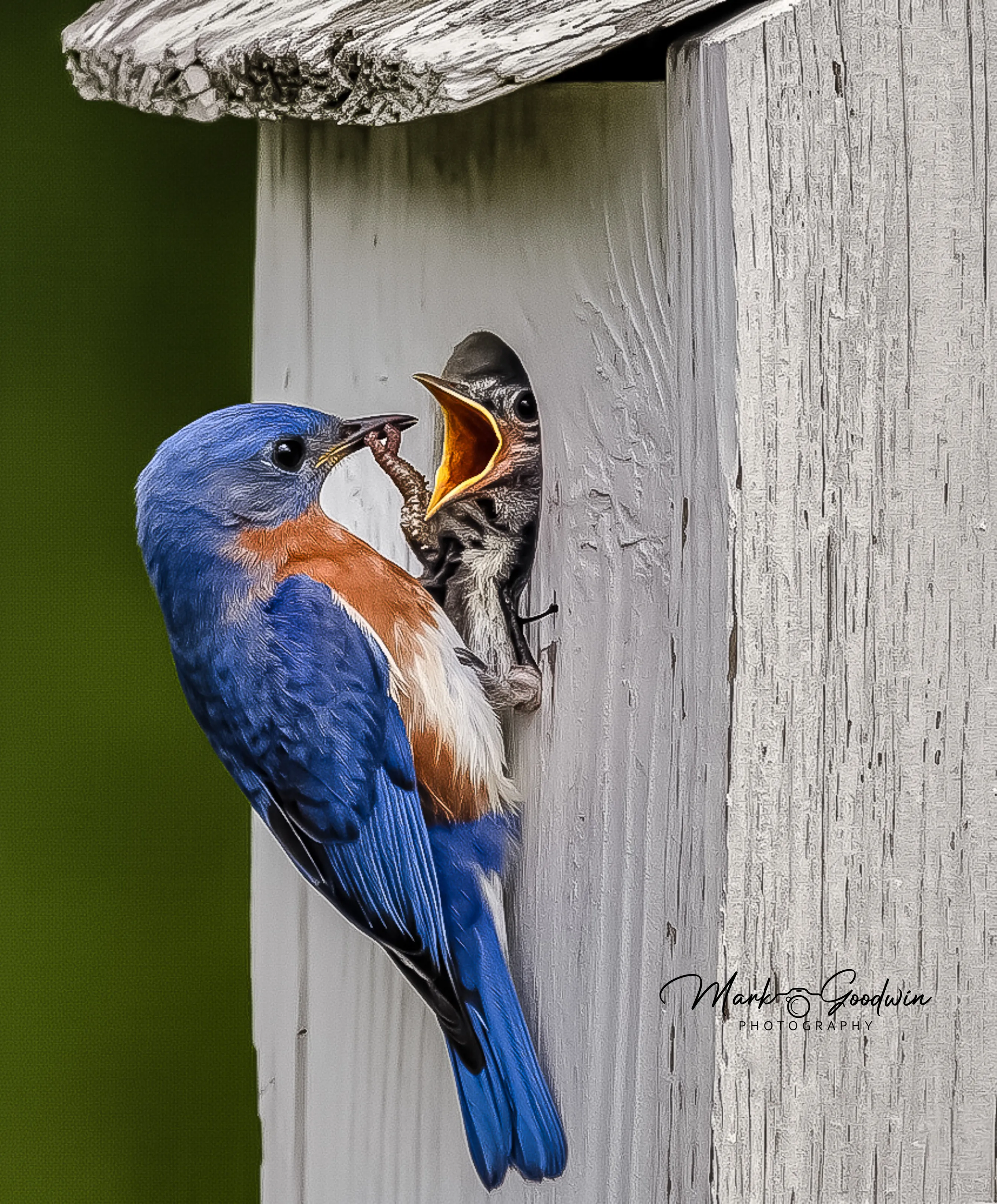 Feeding Time