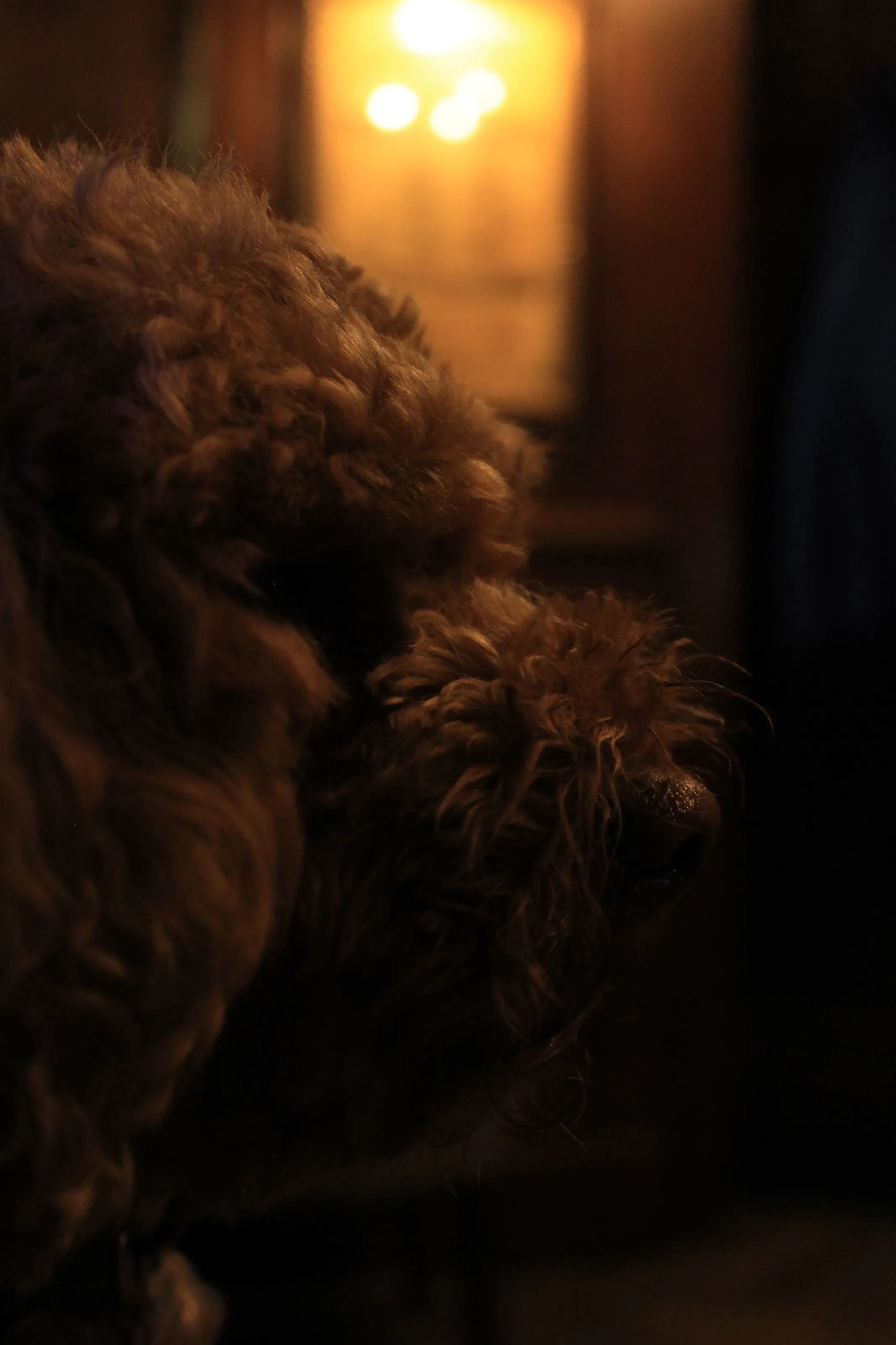 Dog in a pub
