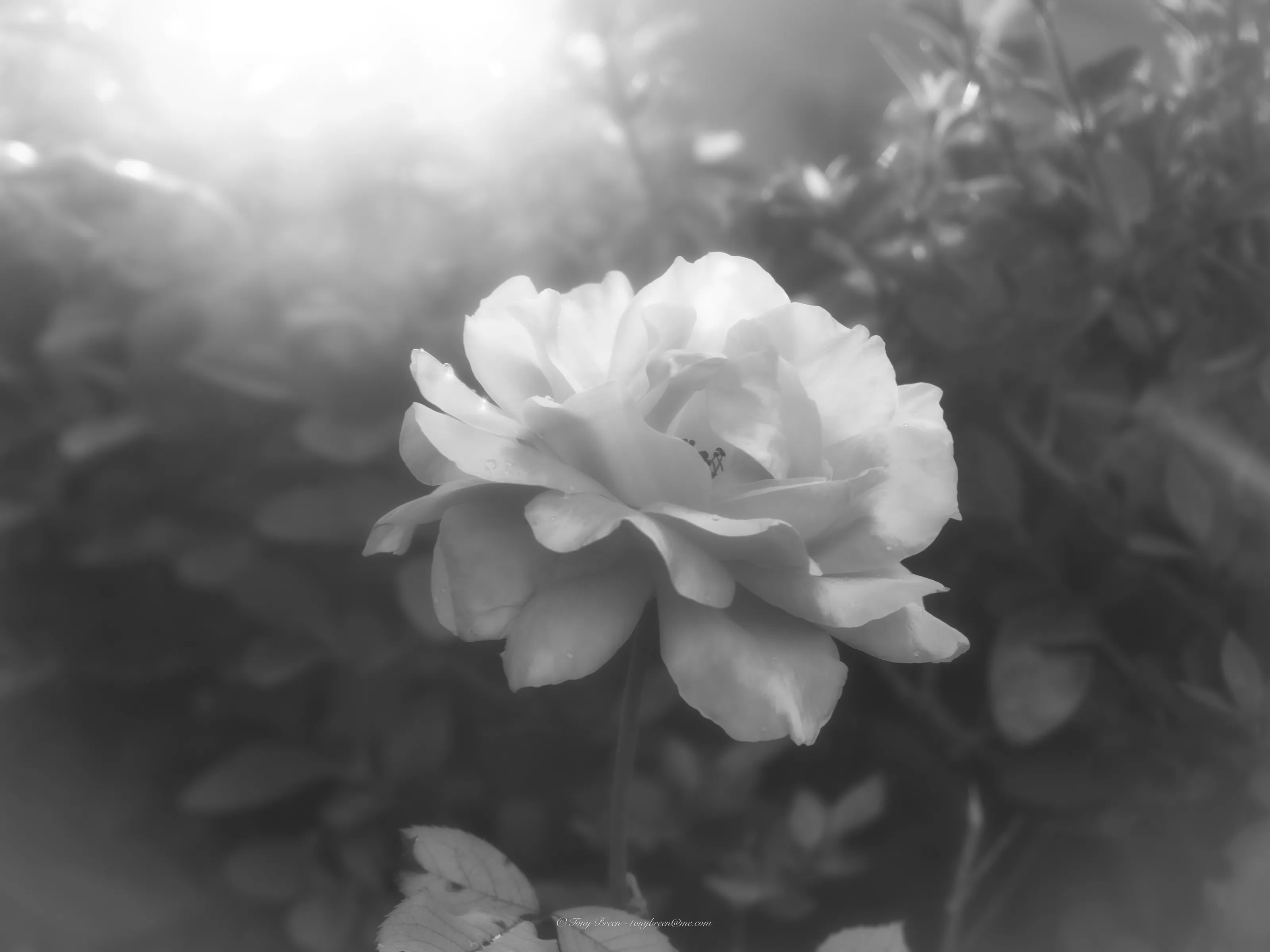 Intentional Soft Focus