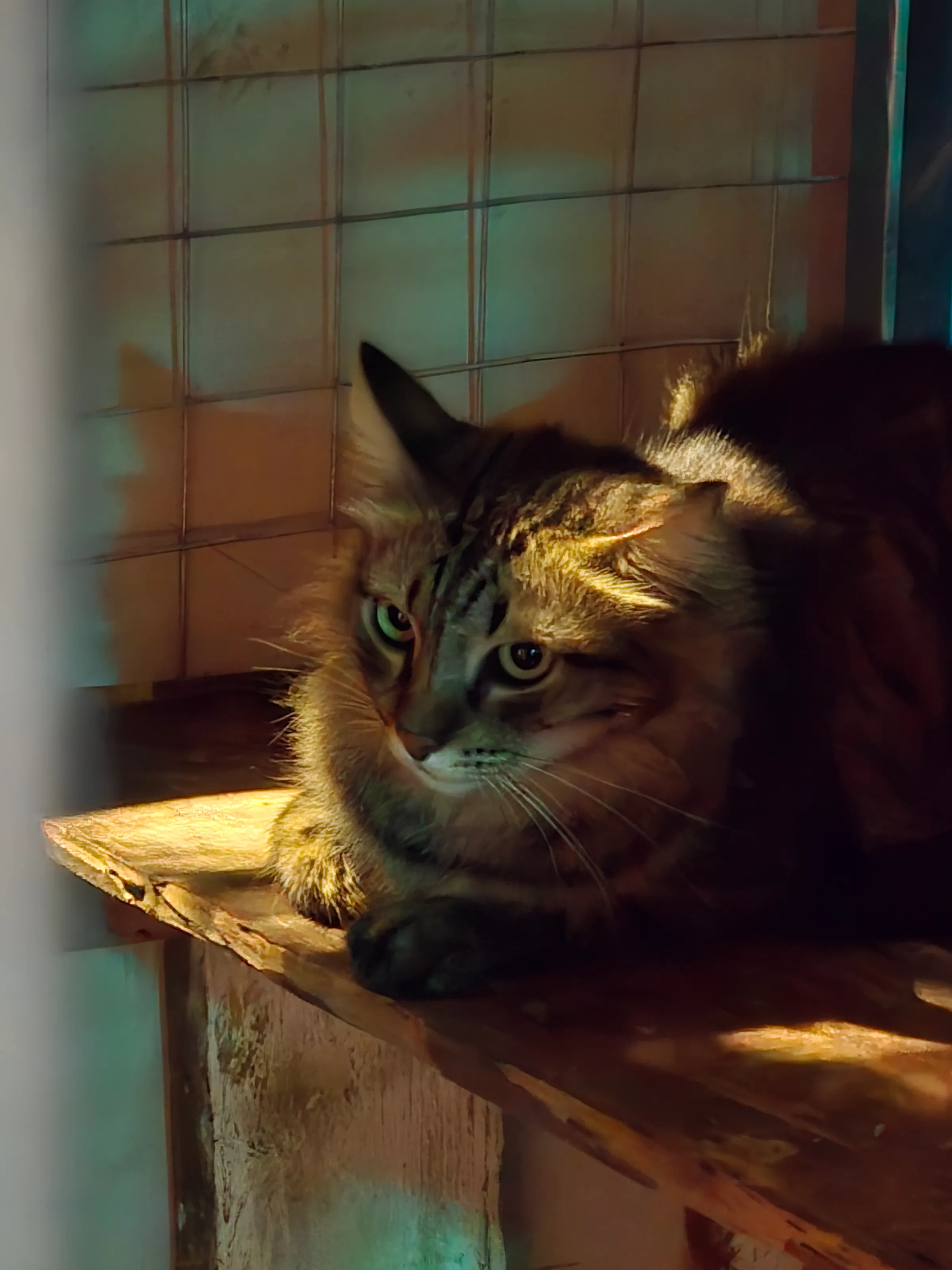 Chill cat