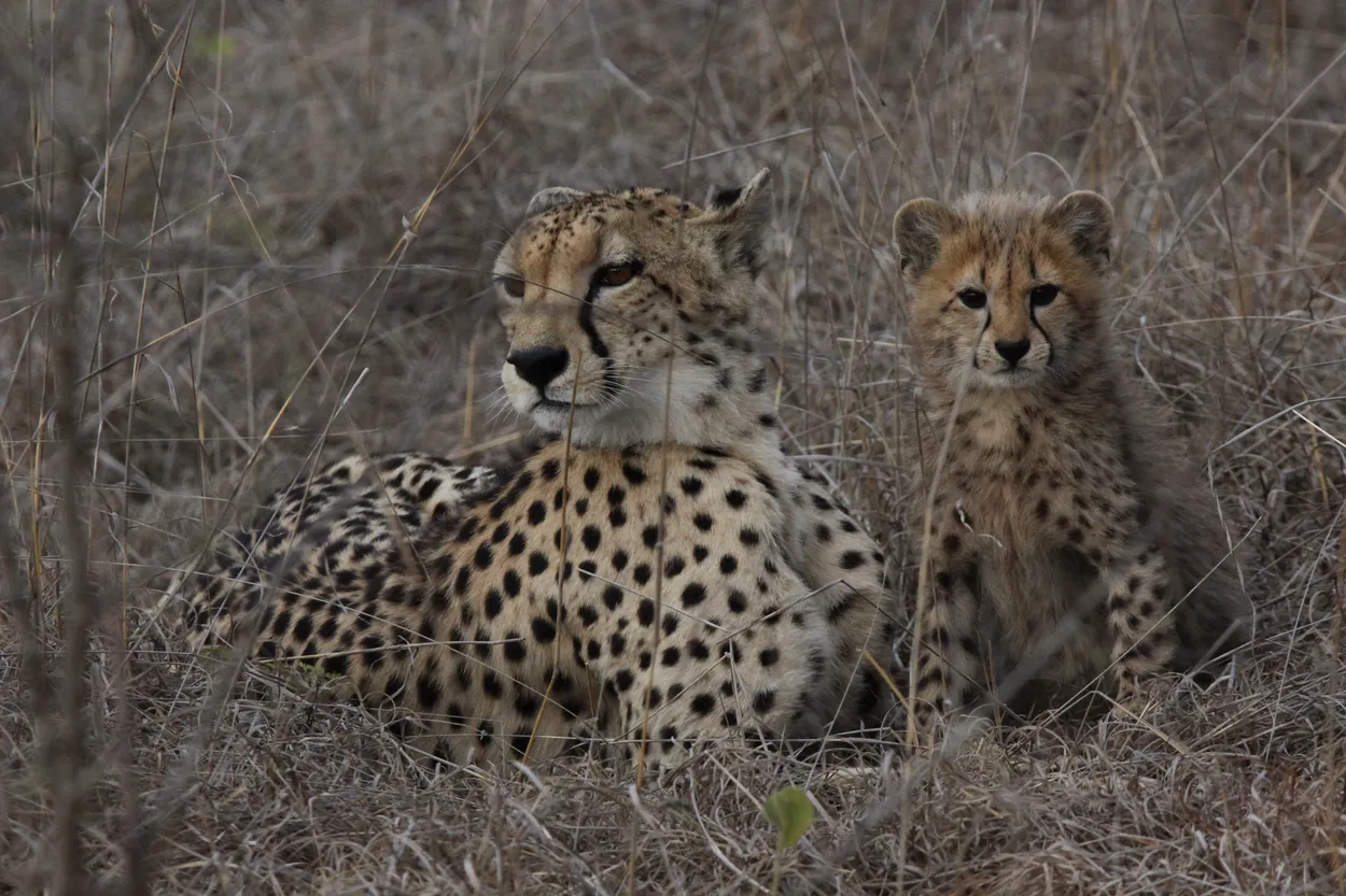 Entry 27811413