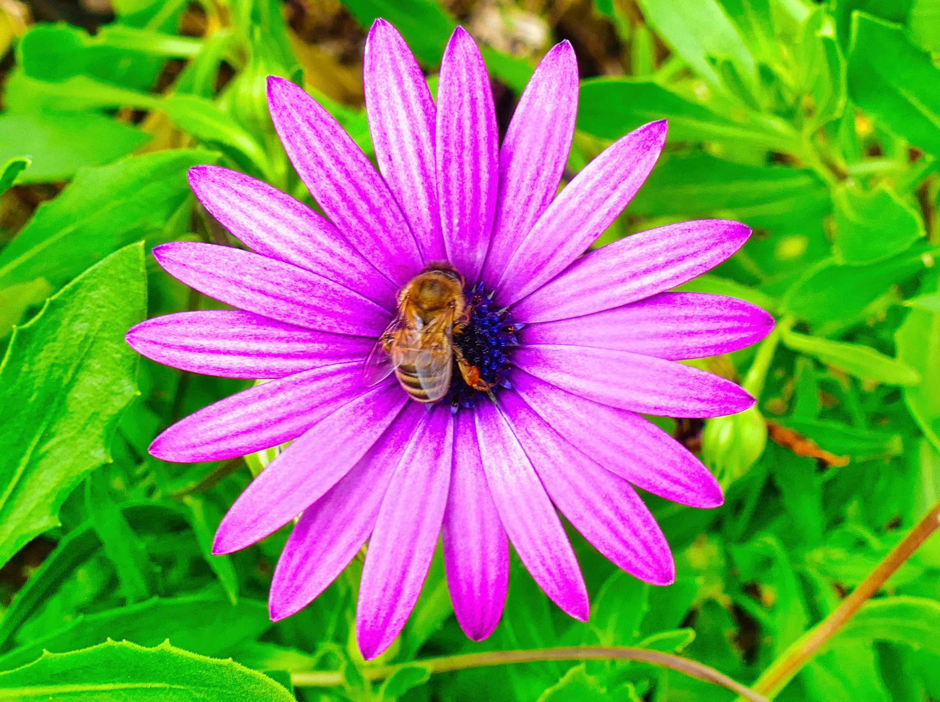Pollen Harvesting