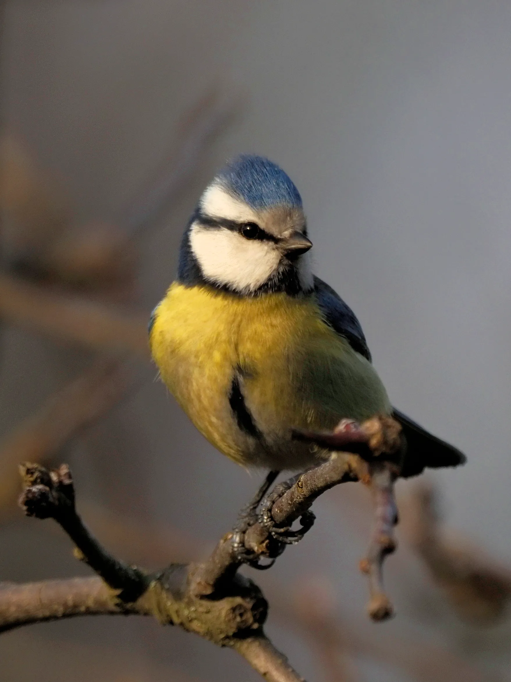 tit