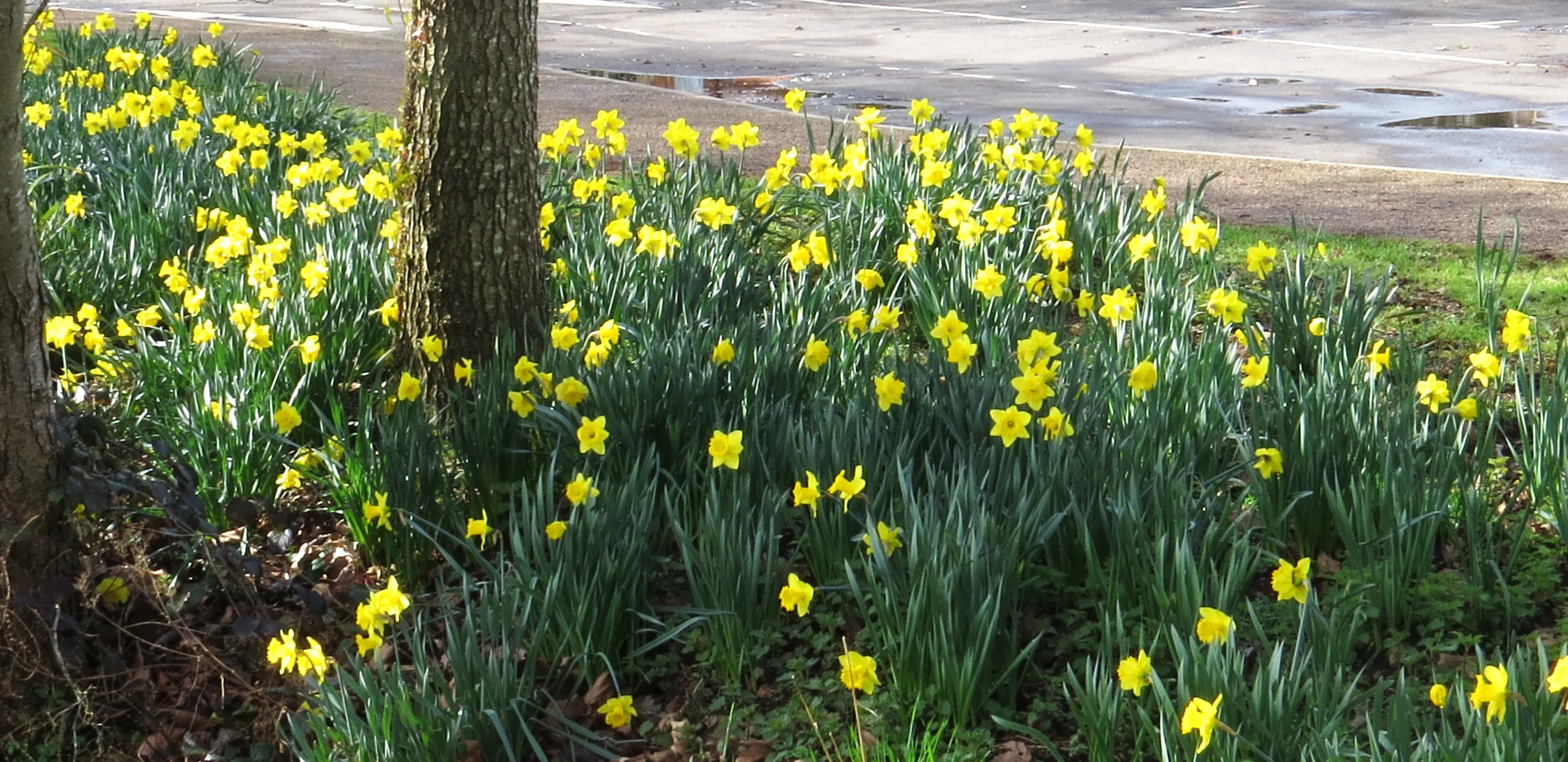 Daffodils (in colour)