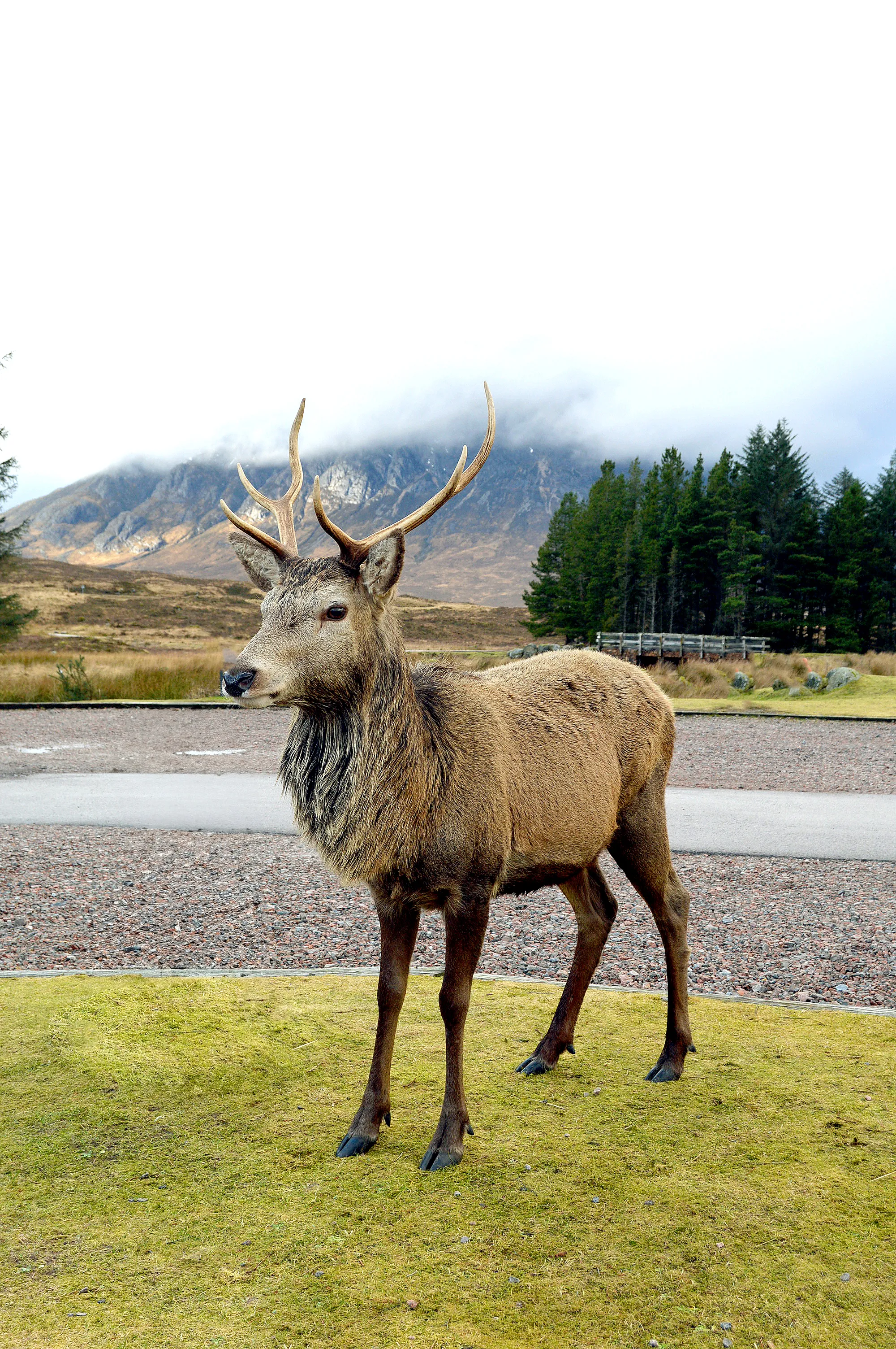 Deer in Scotland