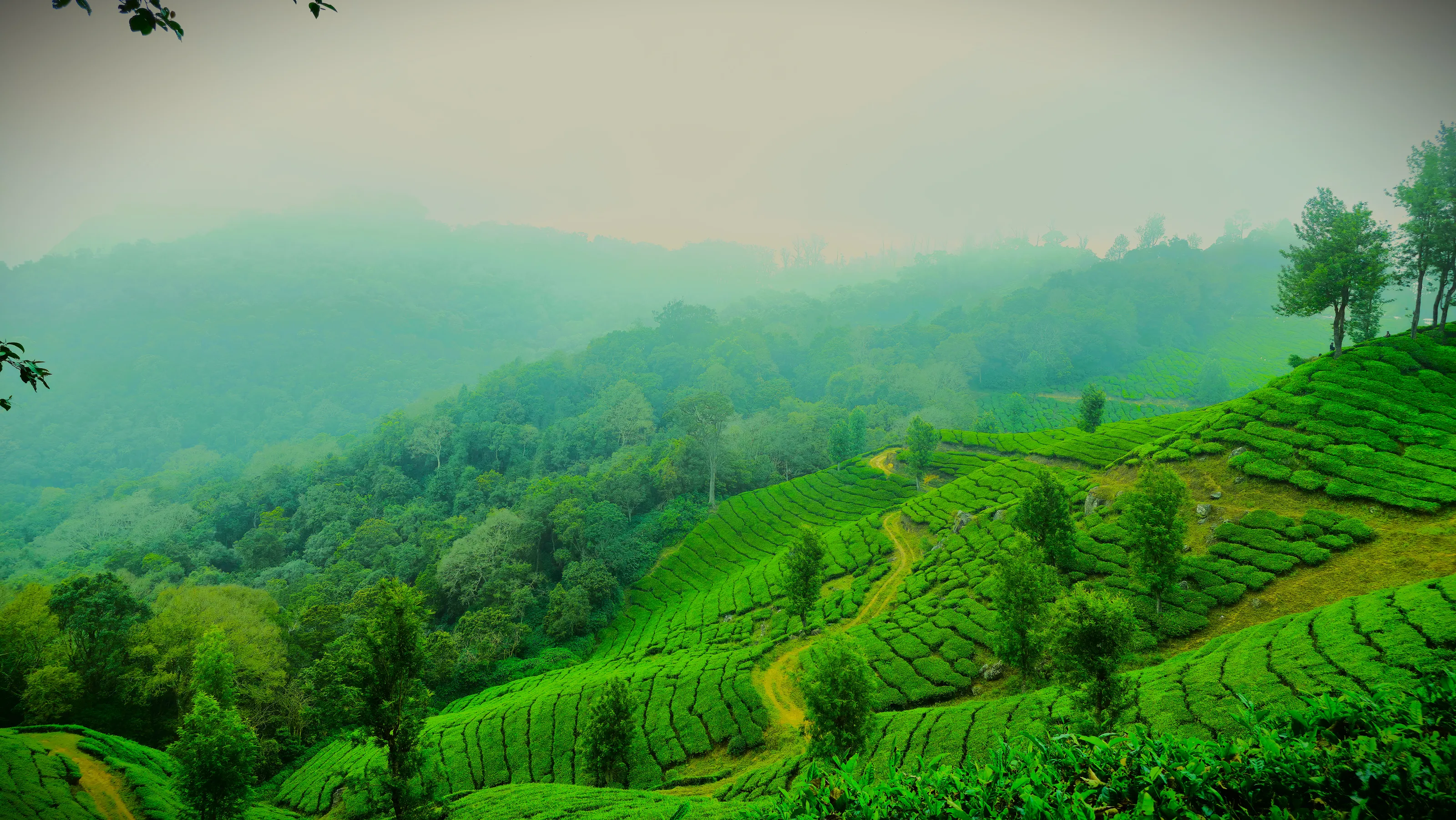 Misty Tea Gardens of the Highlands