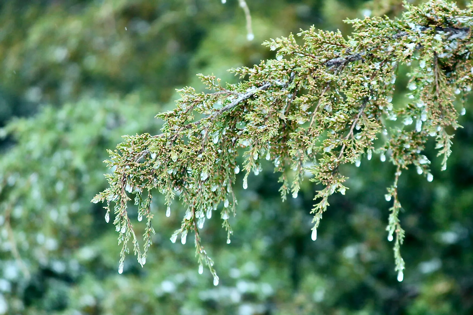 Hanging by a Drop