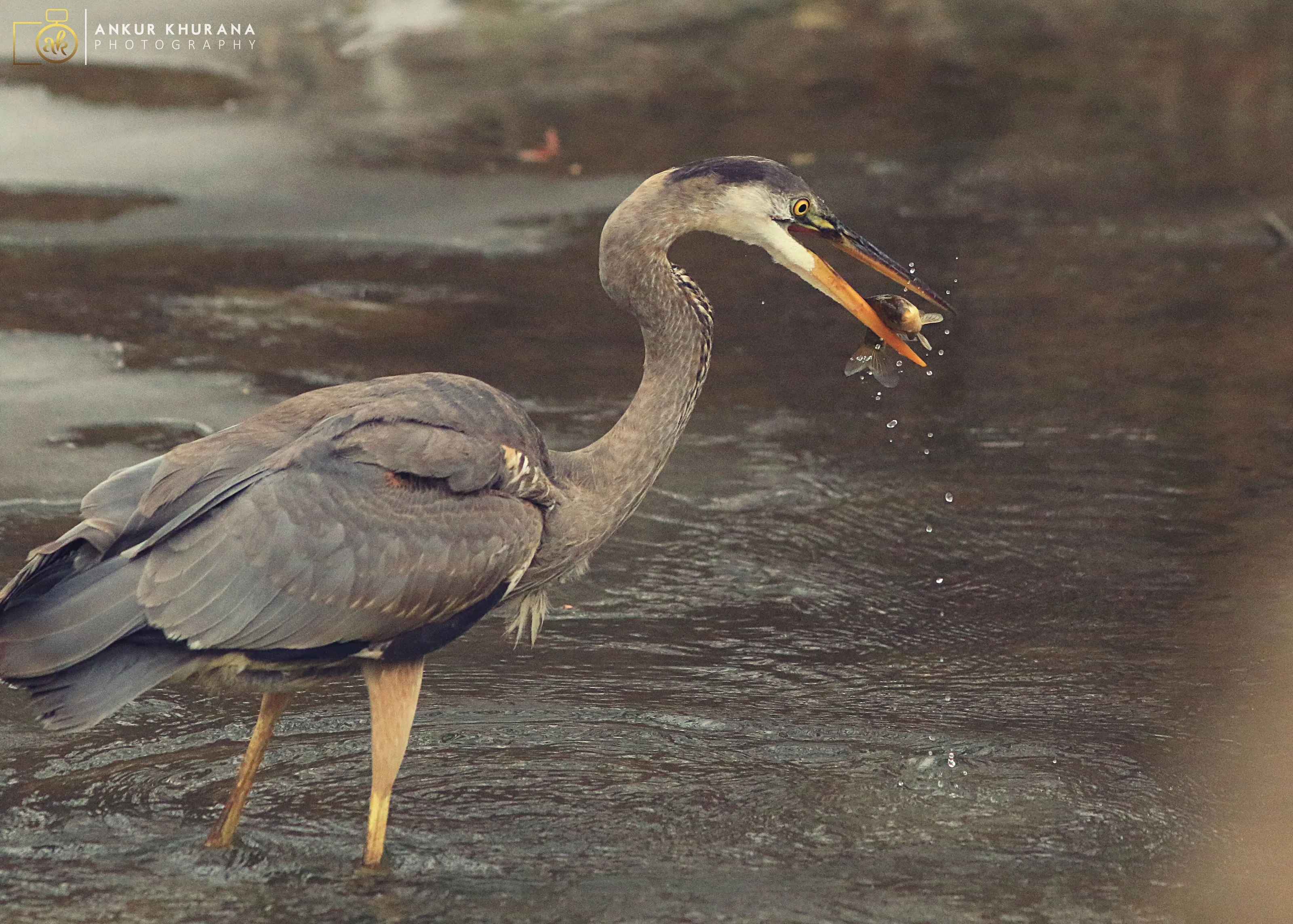 The heron gets its catch
