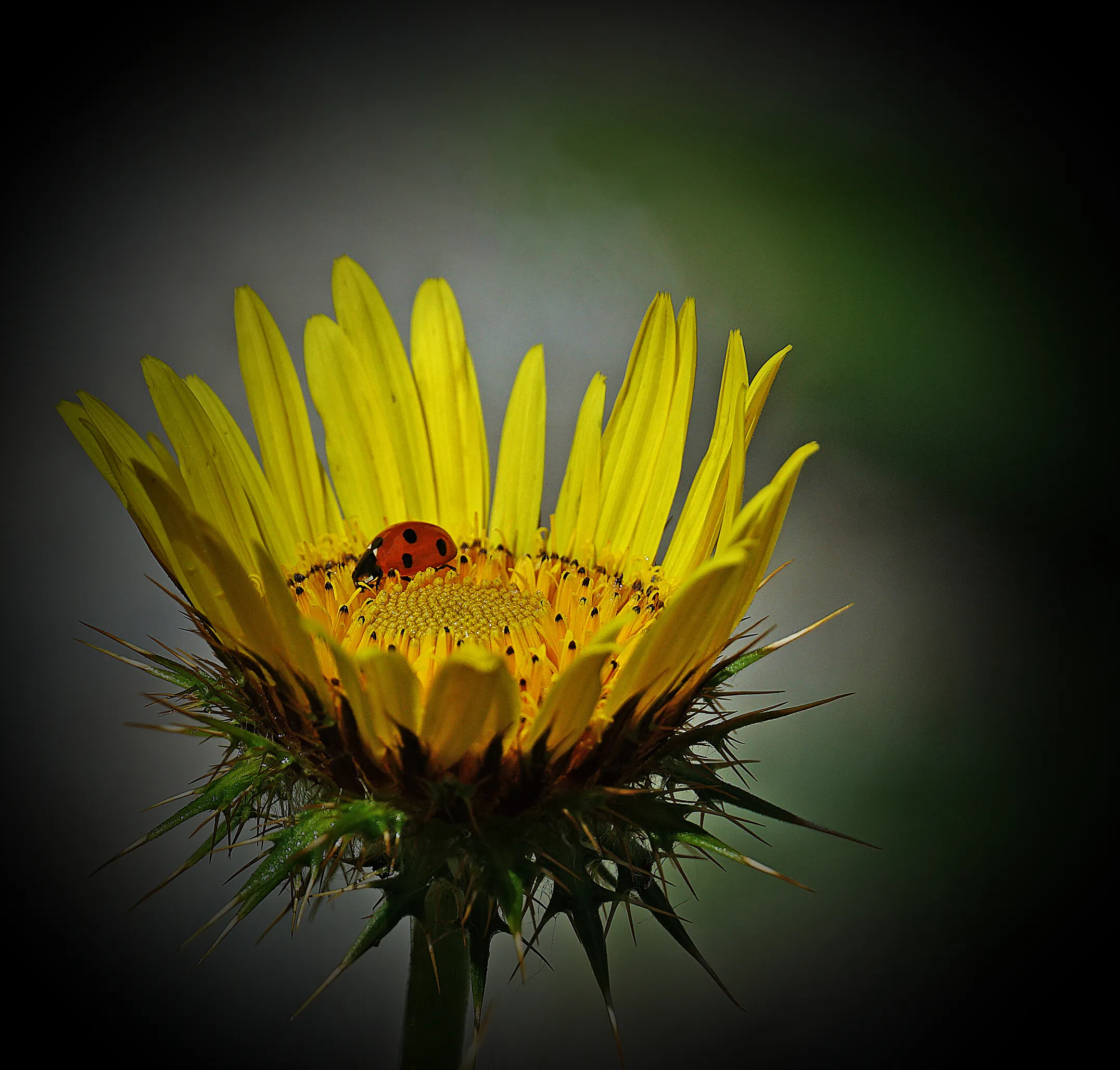 Ladybird on flower