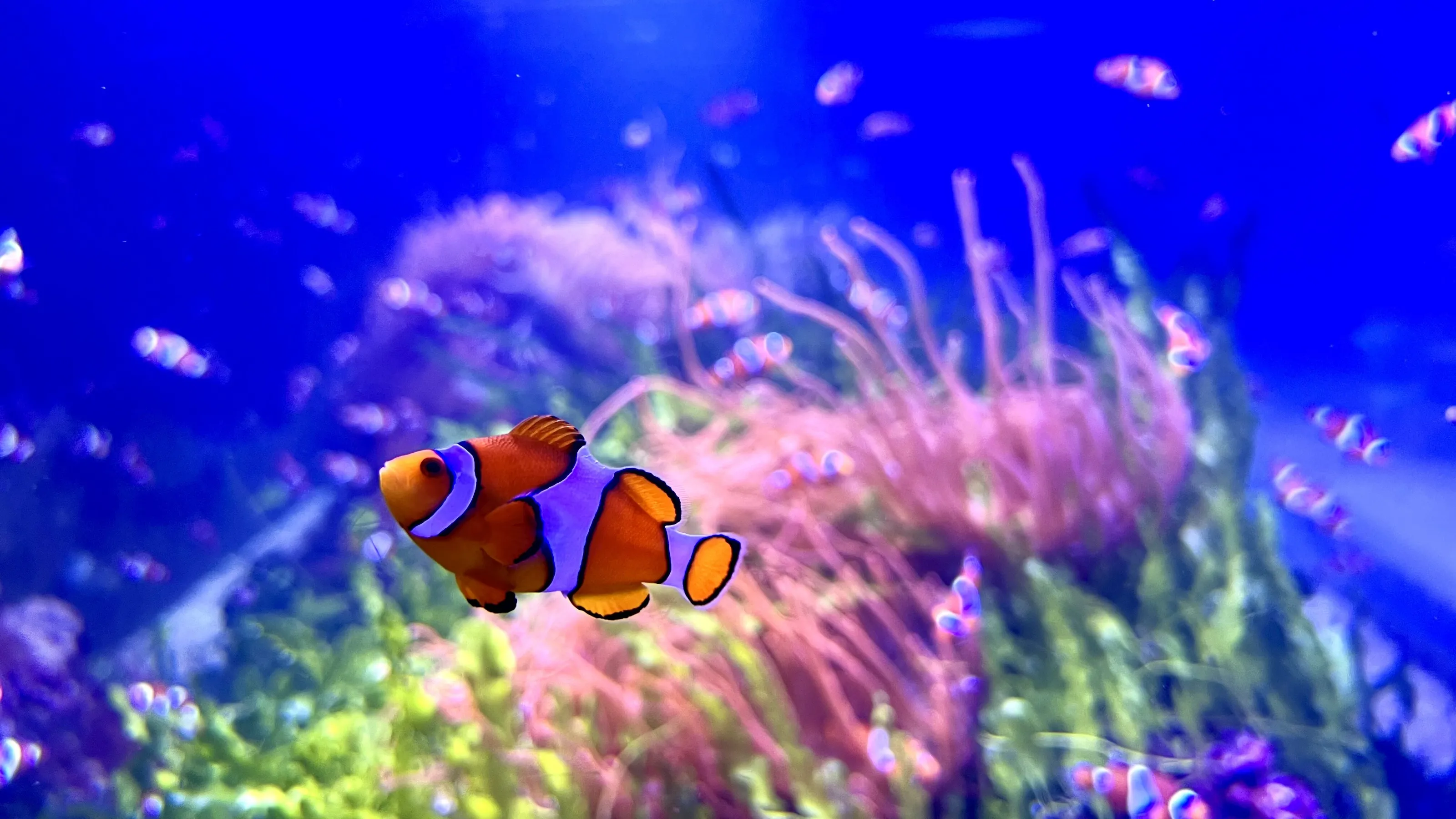 Fish in an Aquarium