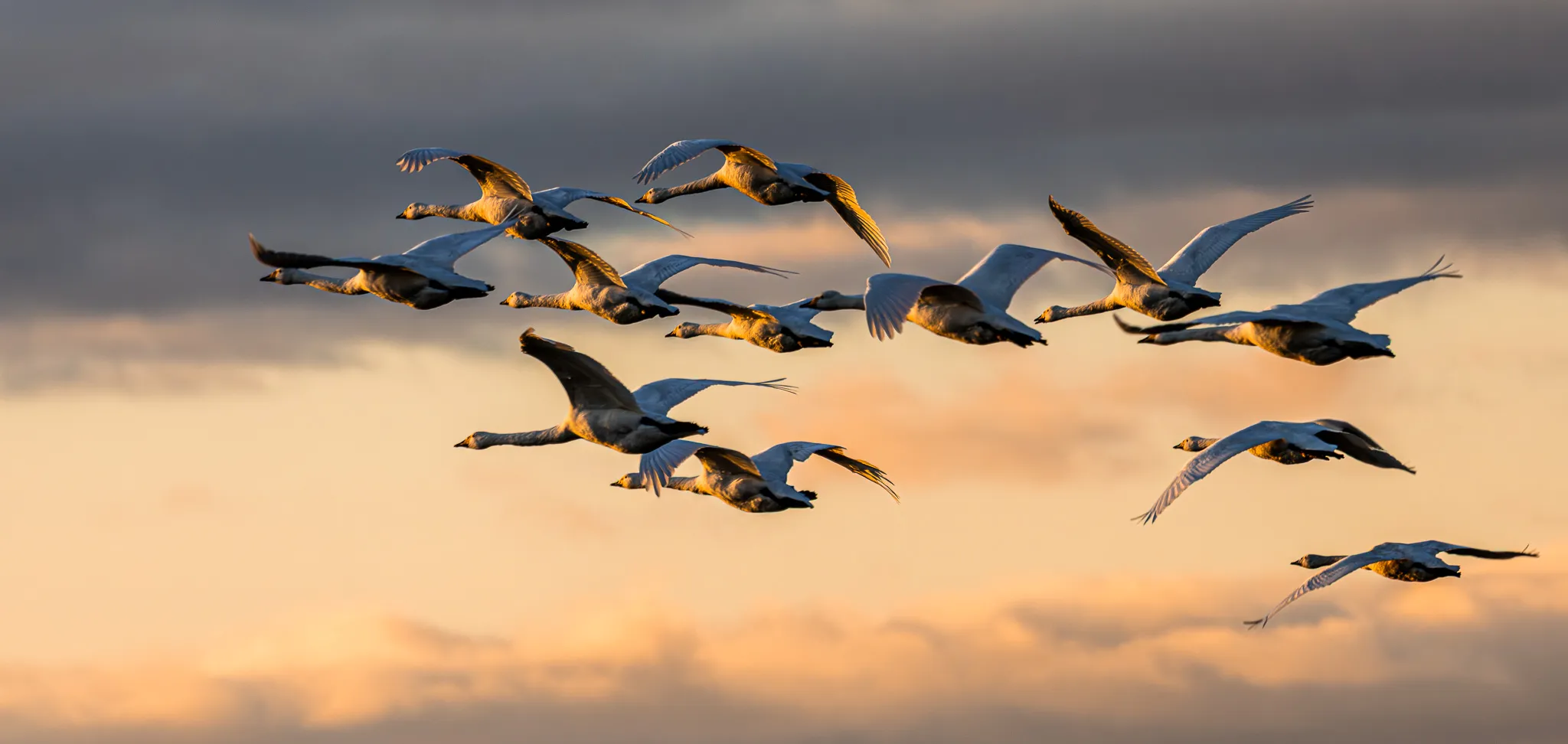 Entry 28136896