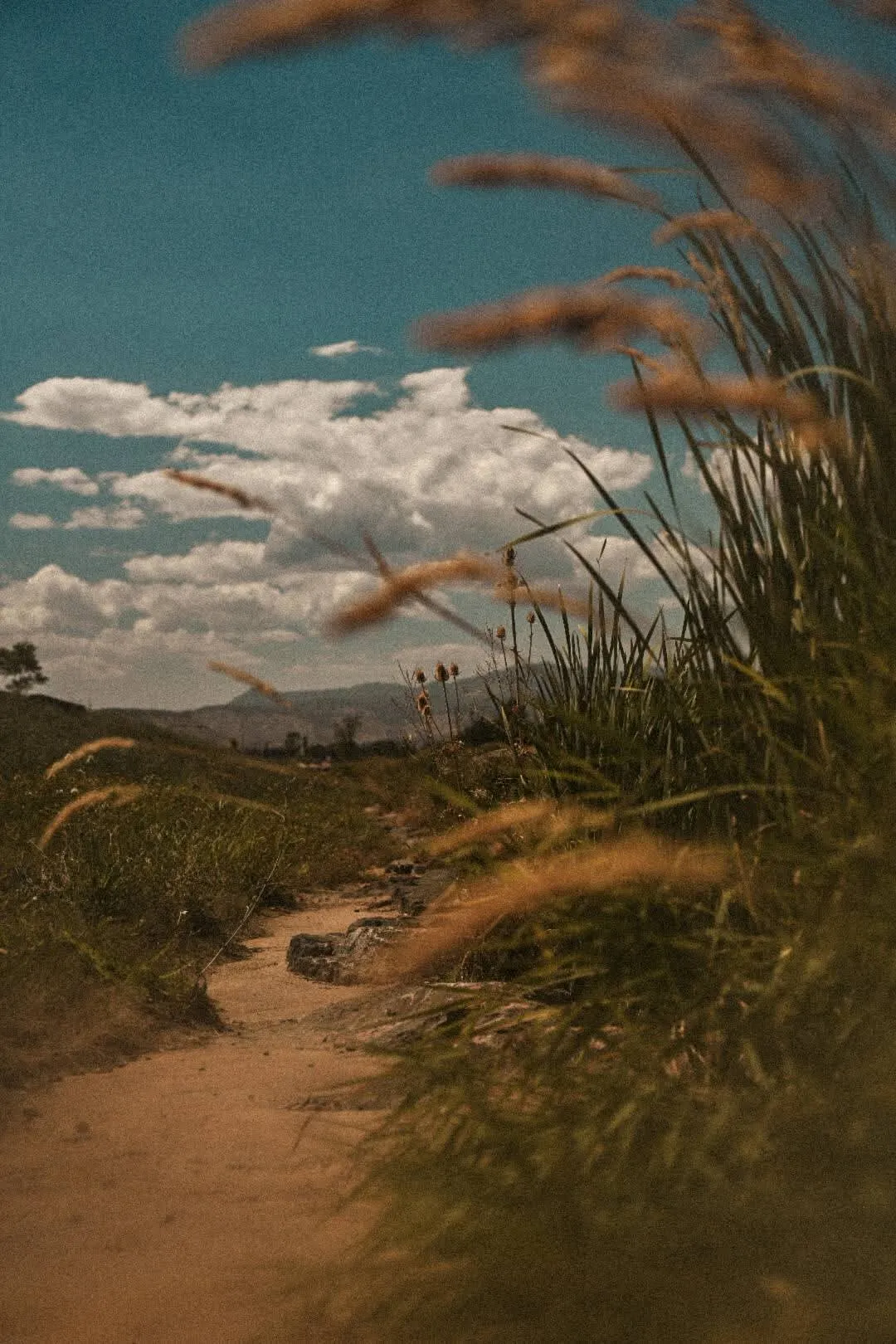 Amber Waves