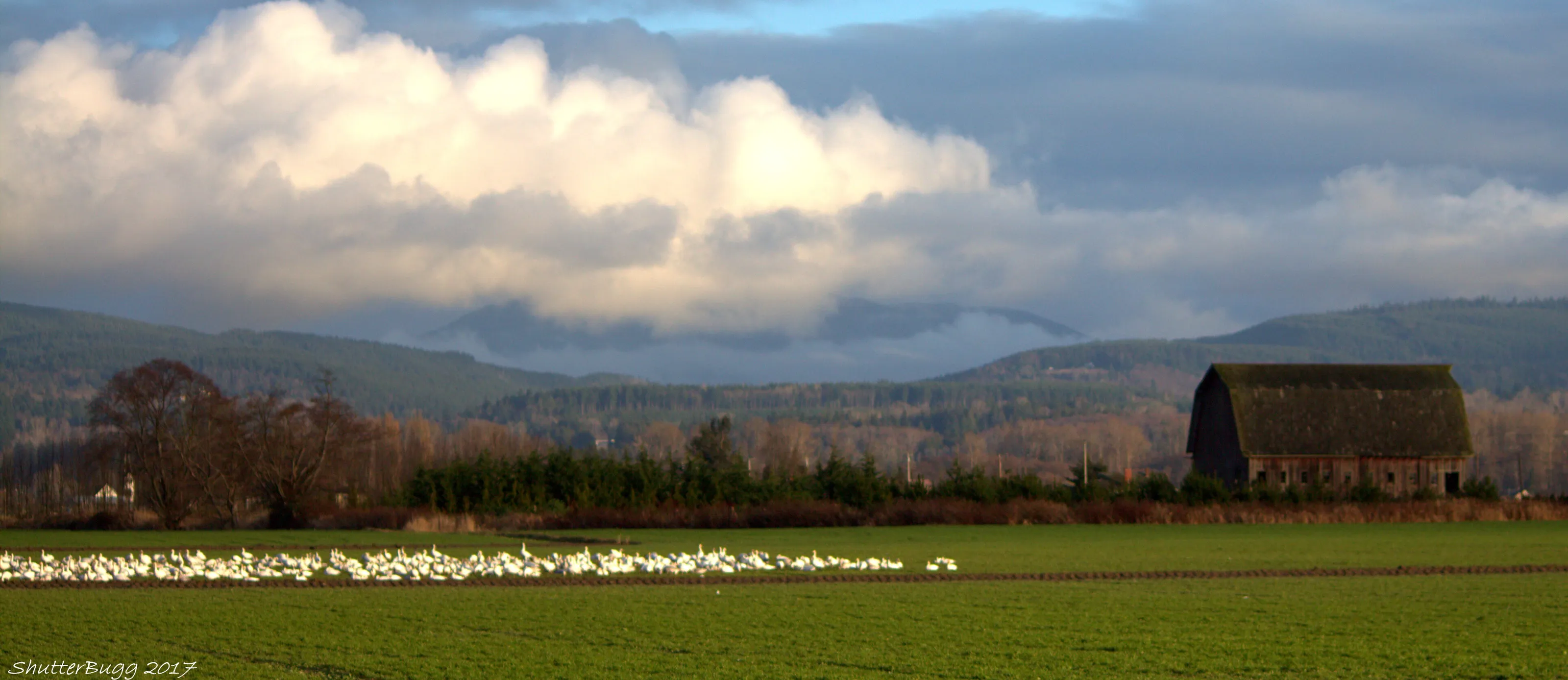The farm life