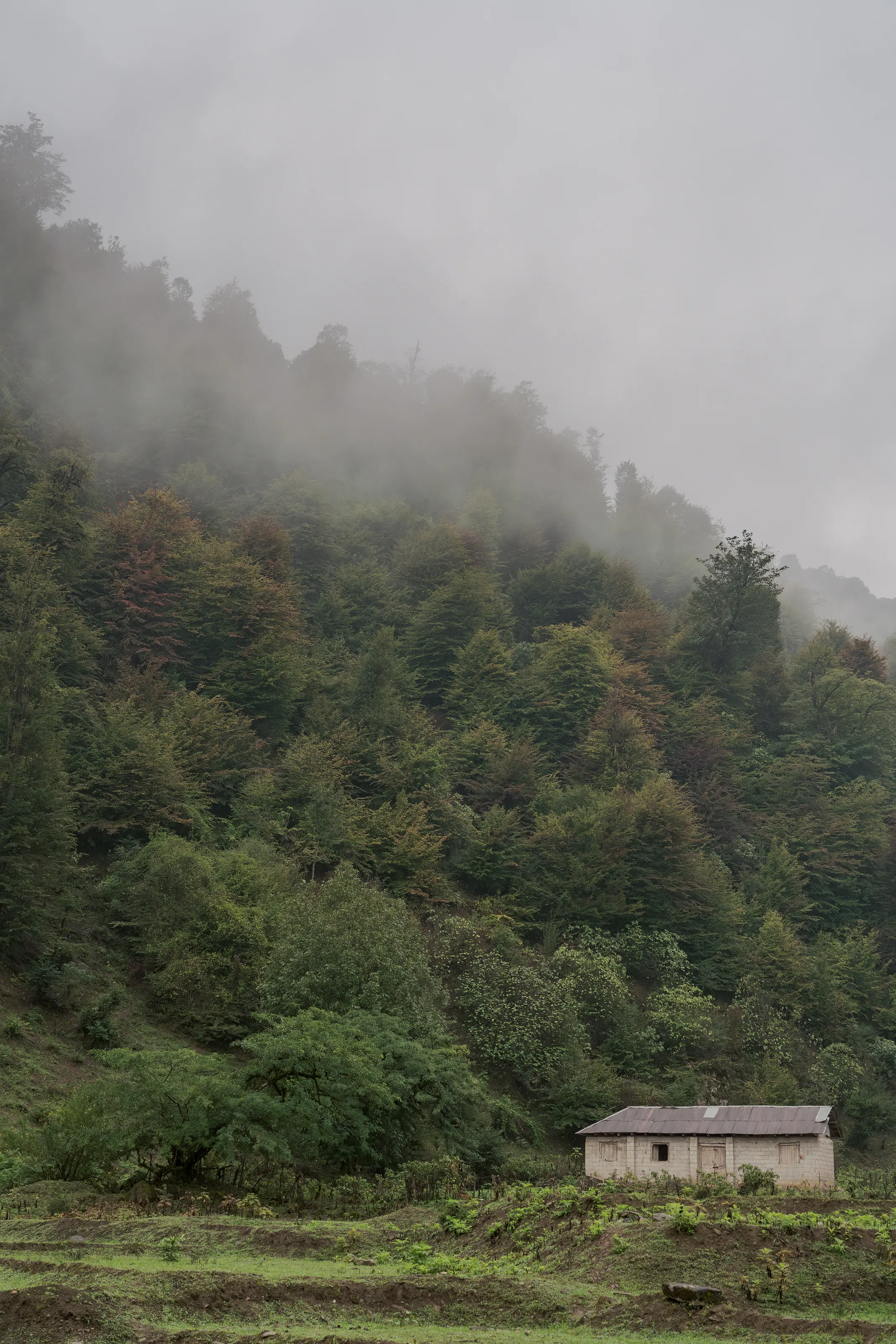 Whispers of Masal