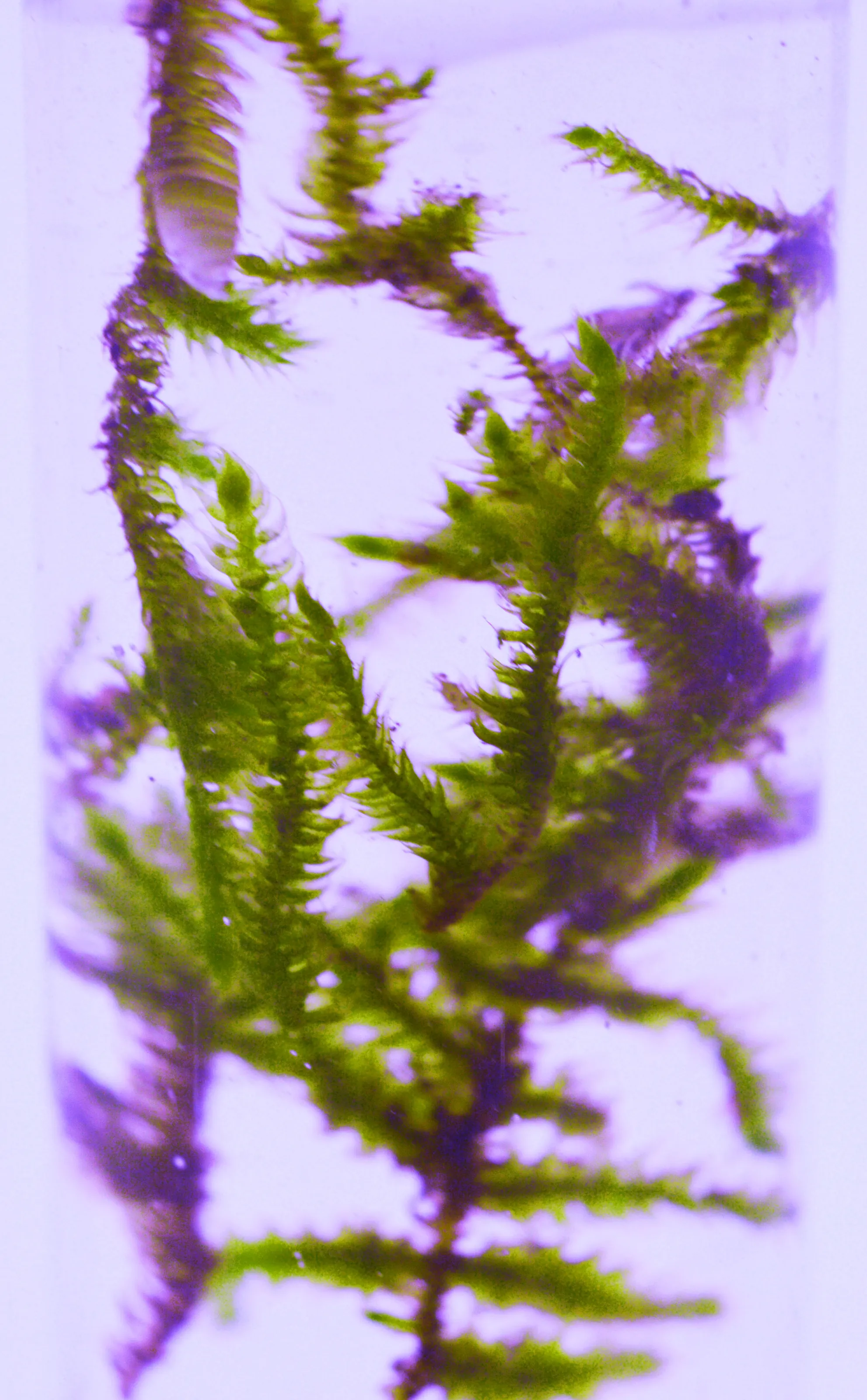 Mossy test tube