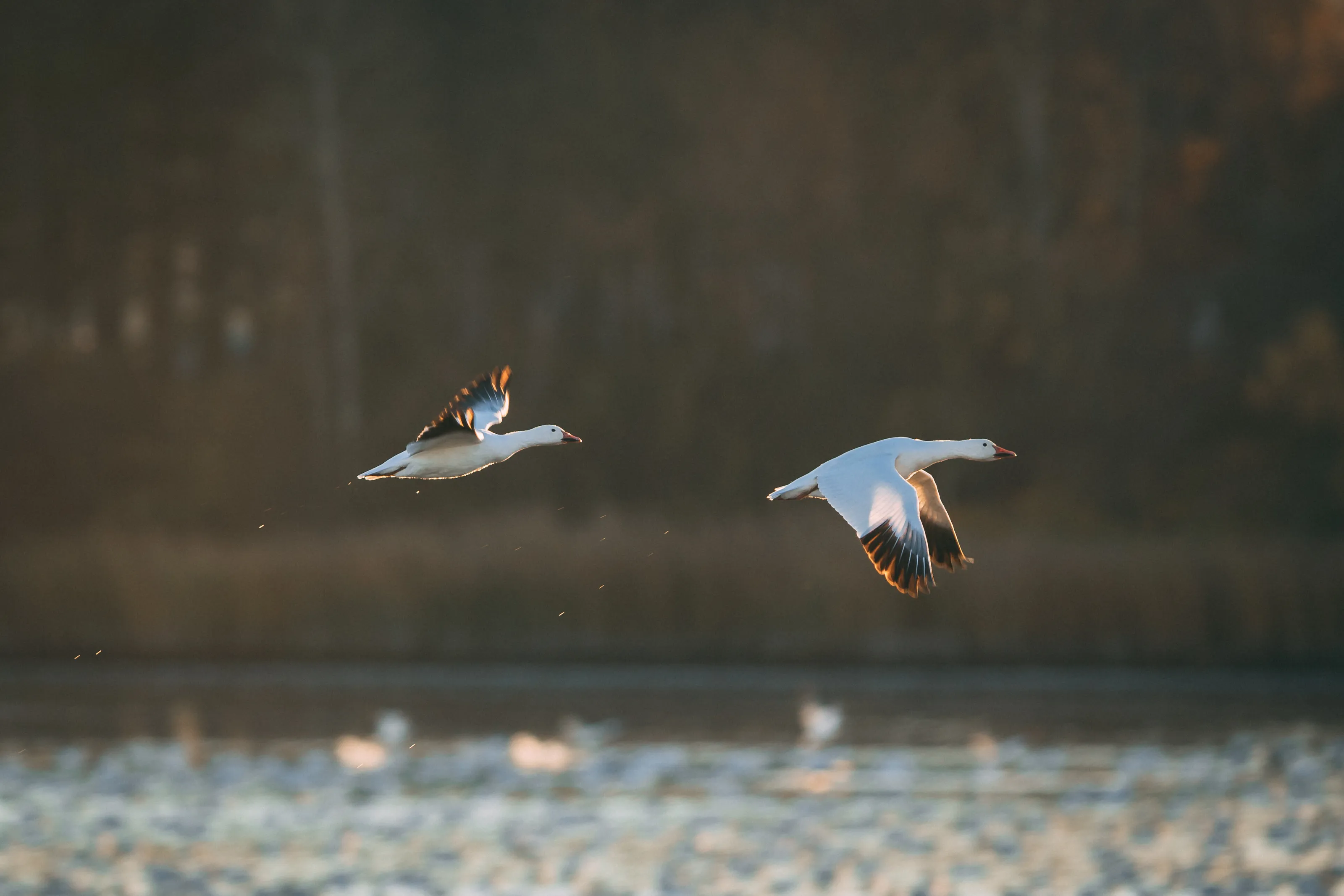 Snow Geese Migration