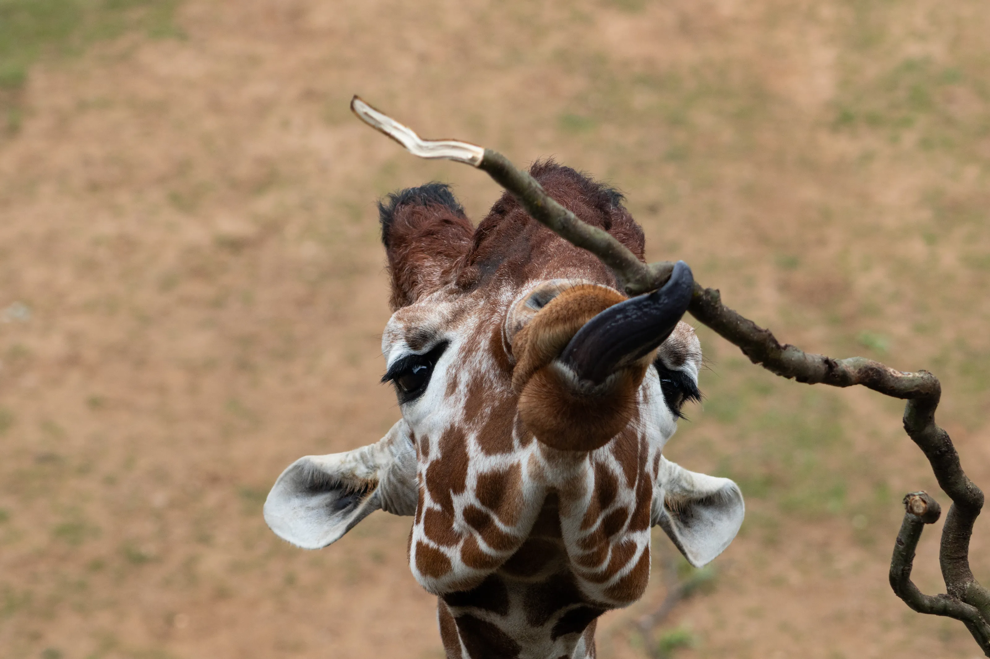 Giraffe