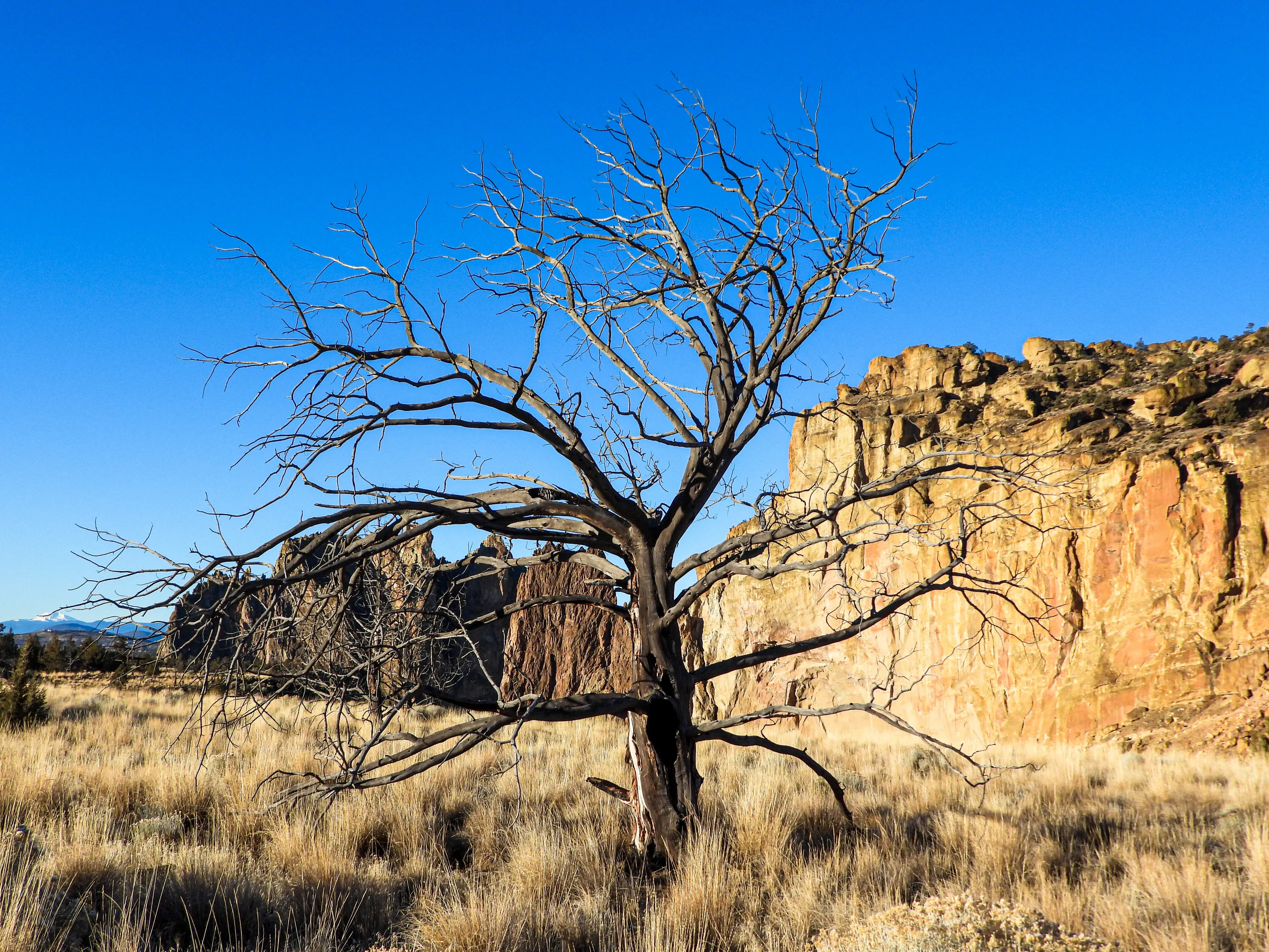 Dead Trees