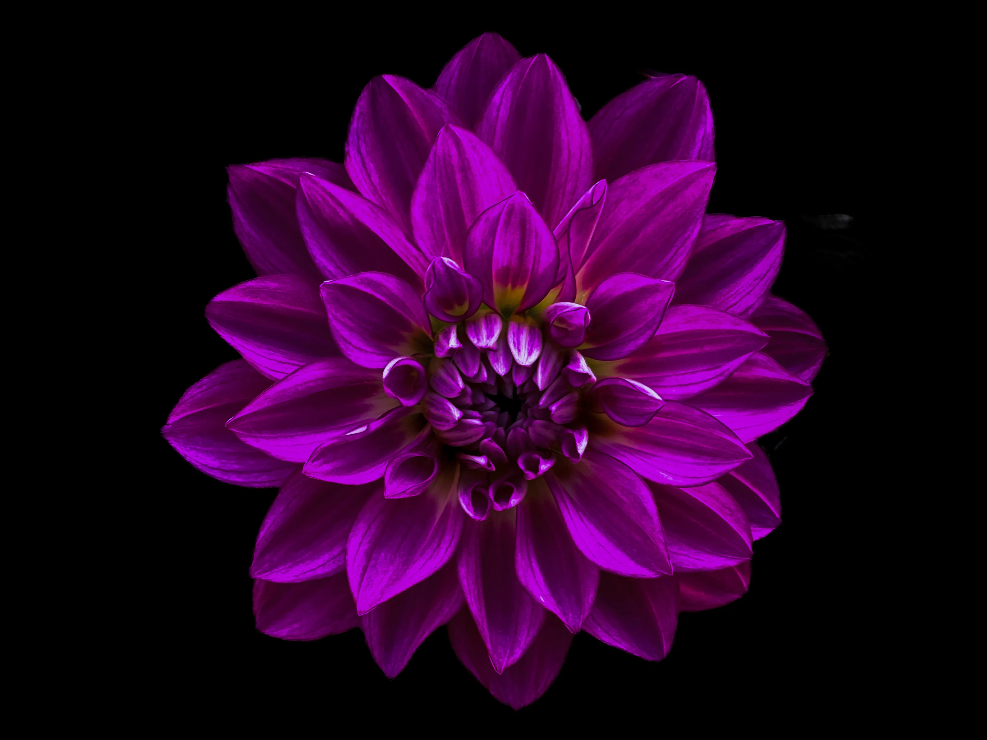 The Colour Purple