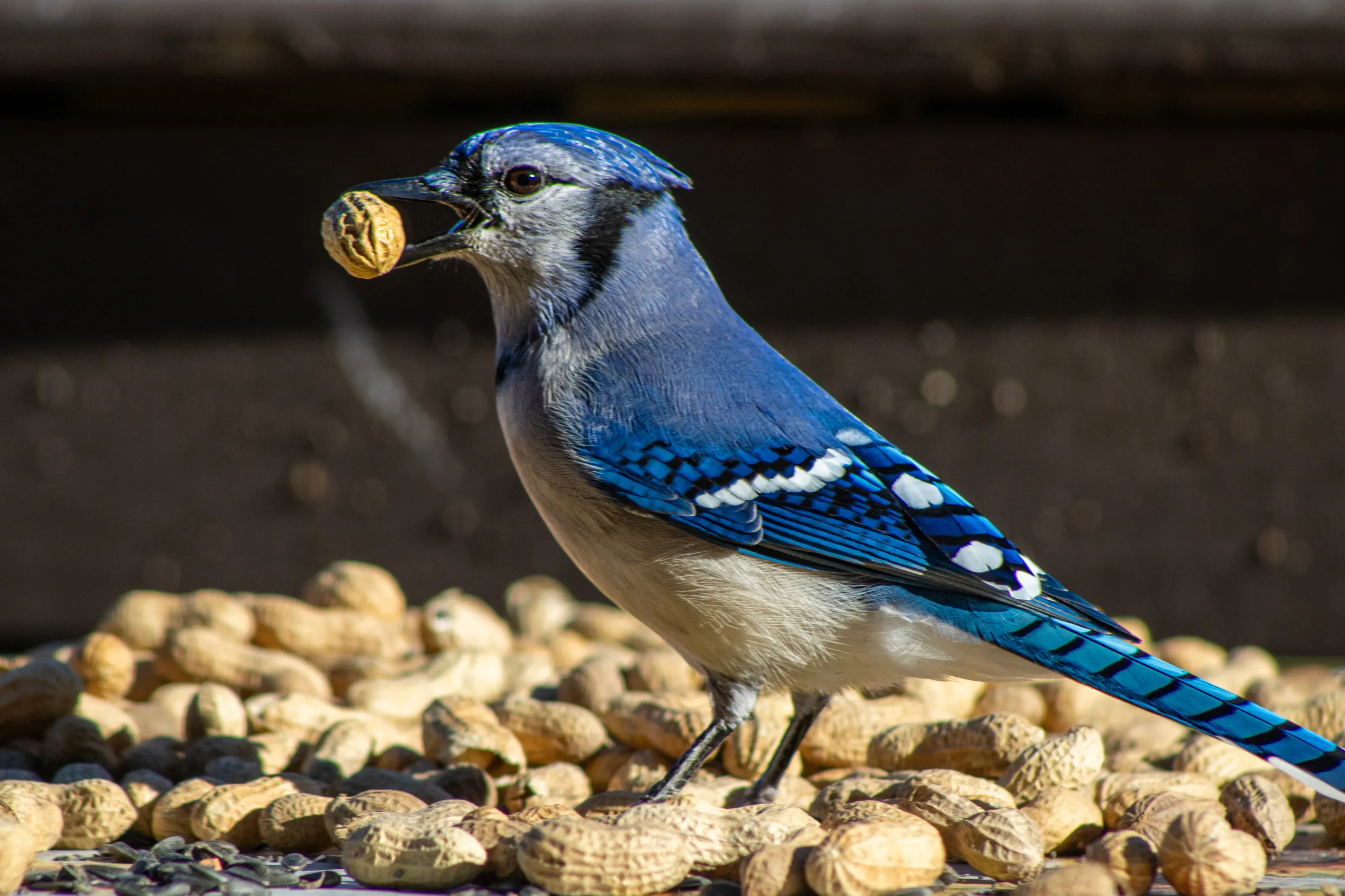 The bluebird and peanut