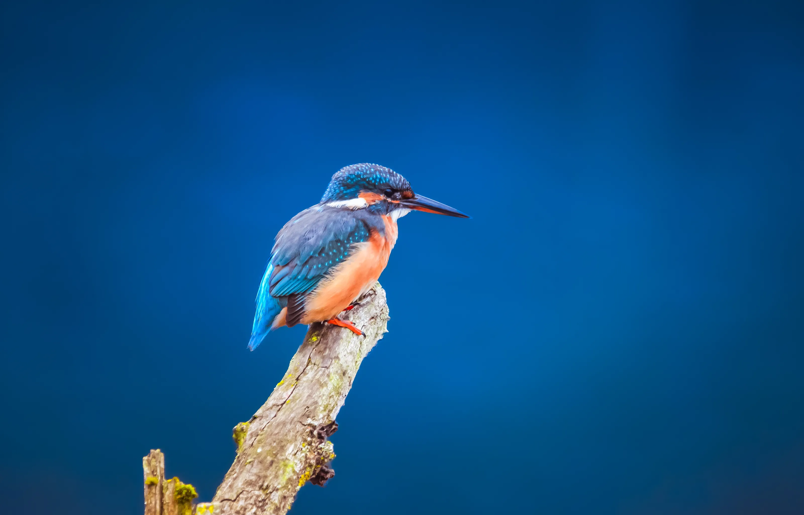 Kingfishers