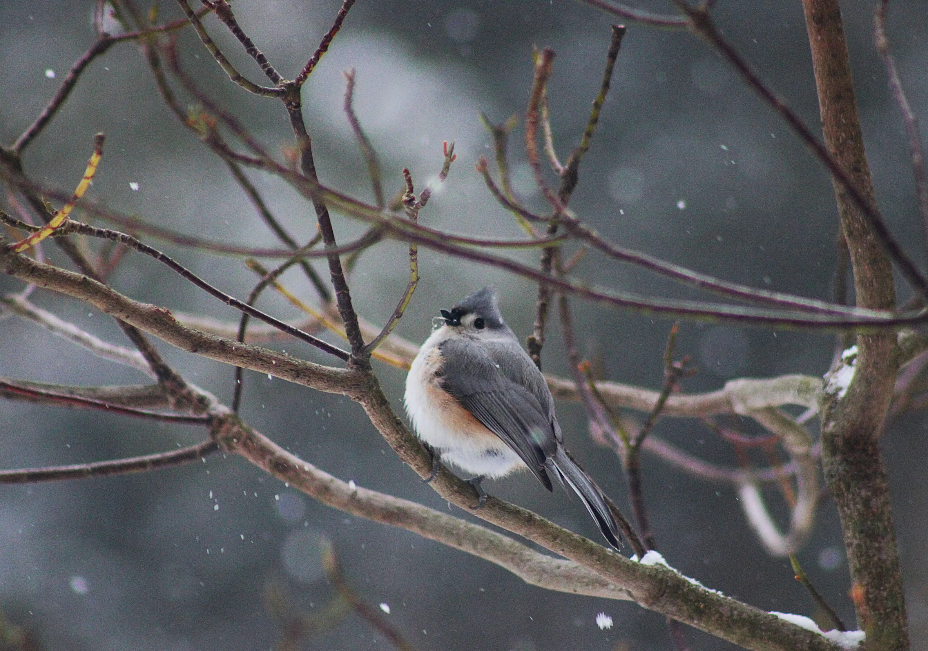 Tuffted Titmouse in snow