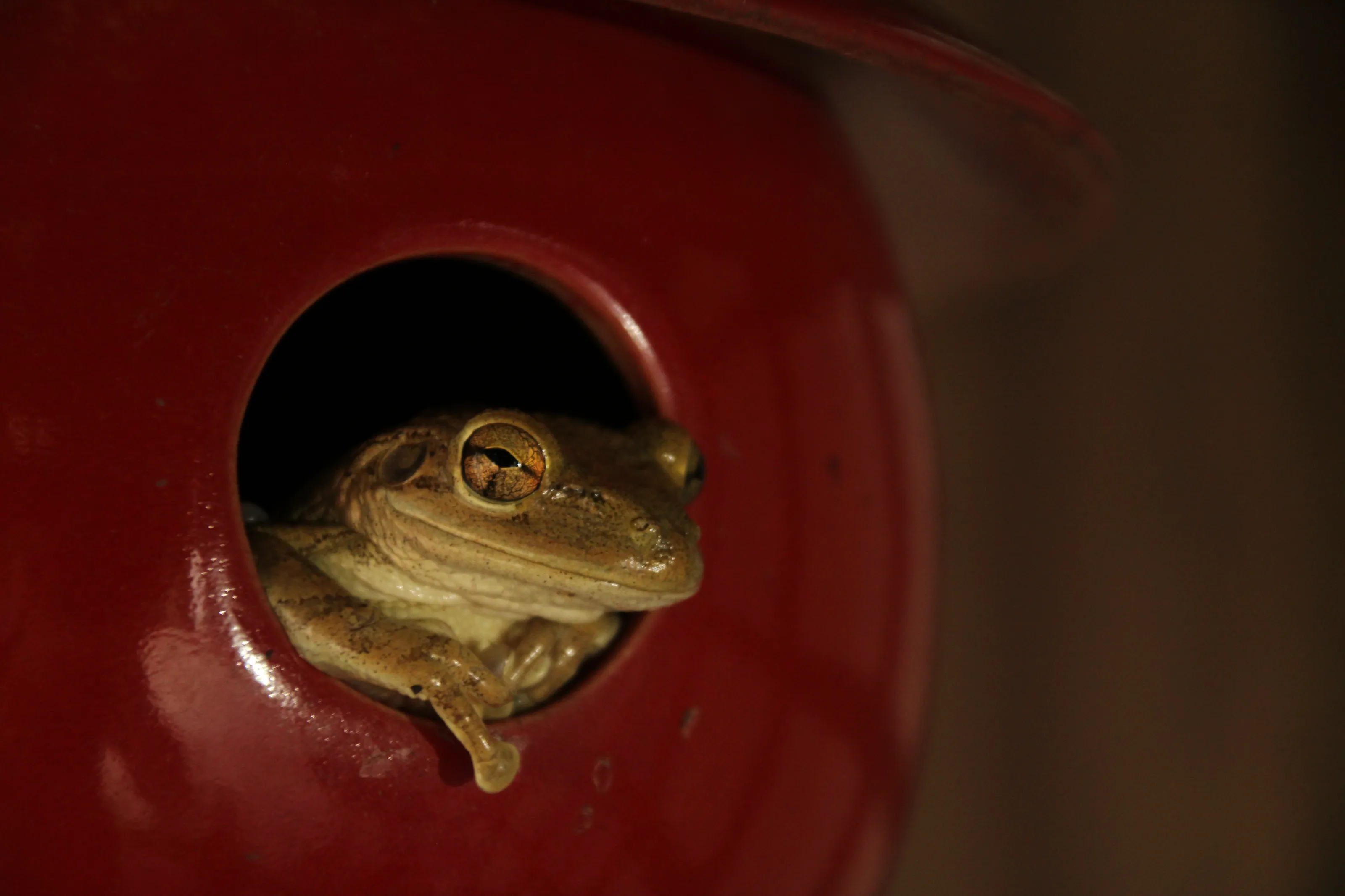 "Ribbit"
