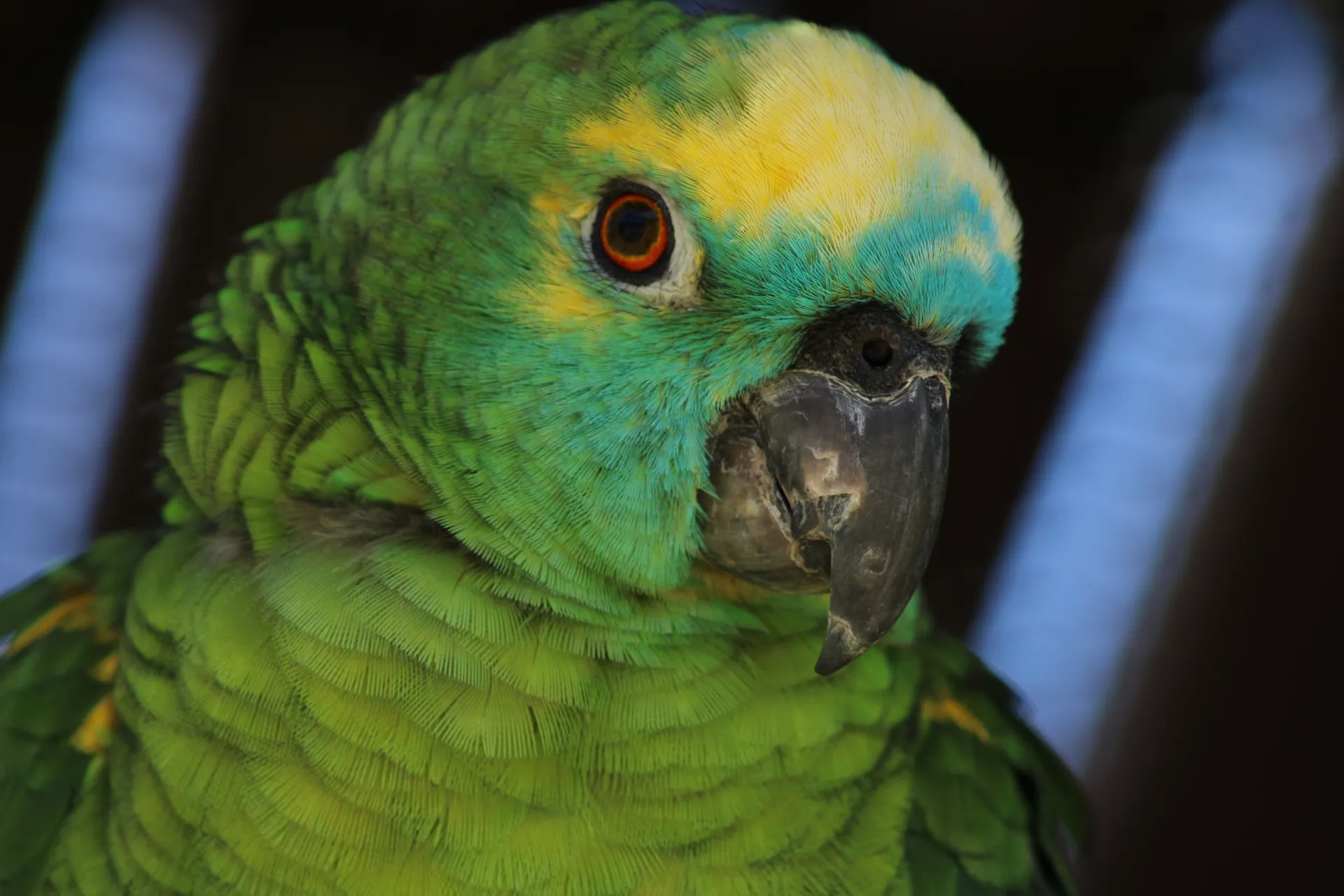 Parrots (in colour)