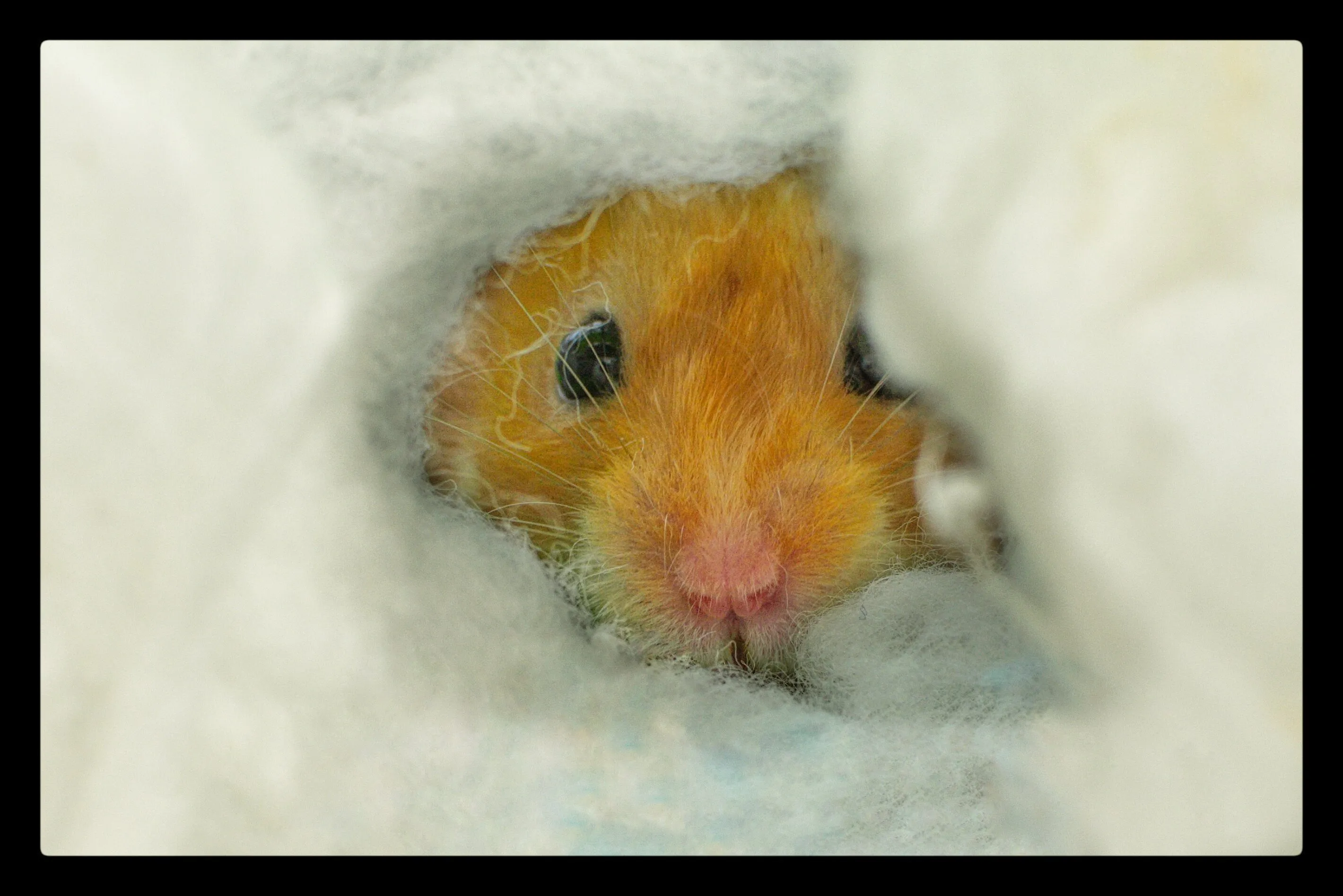 Peek-a-Boo