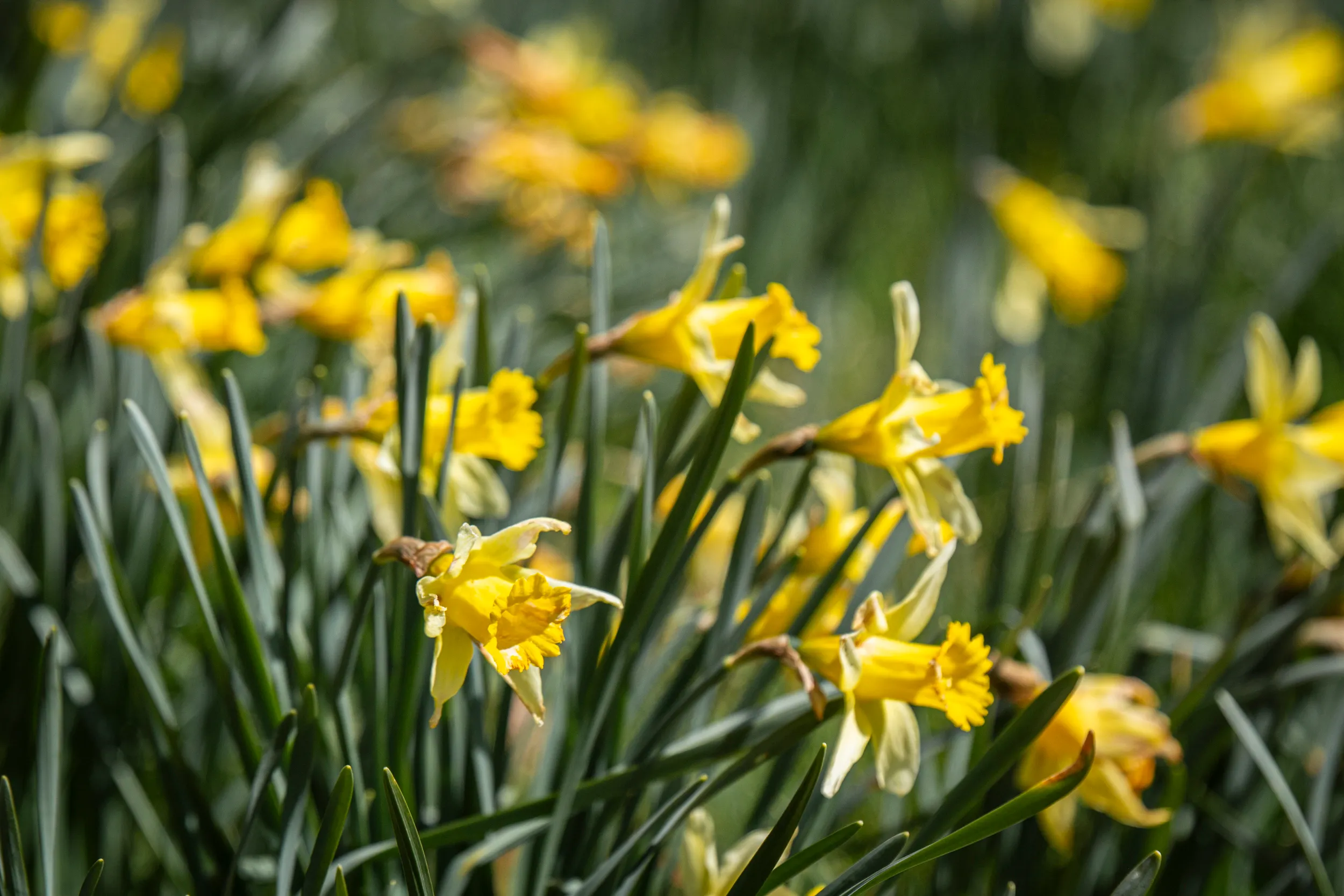 Narcissen