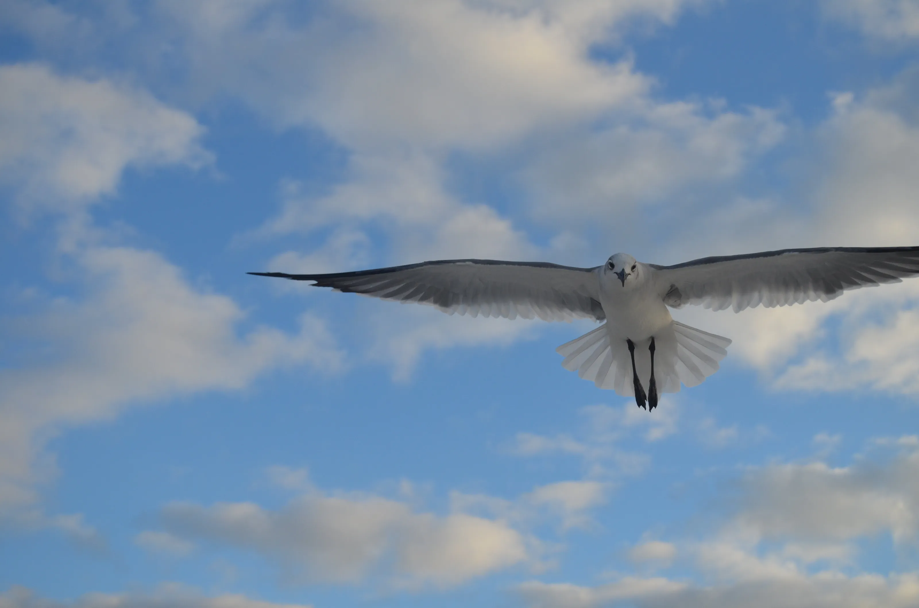 Seagull