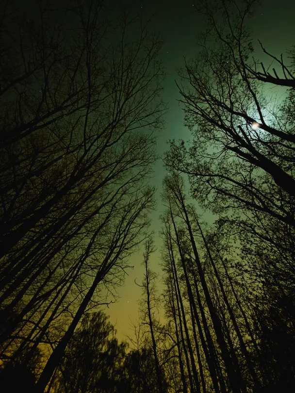 Night forest